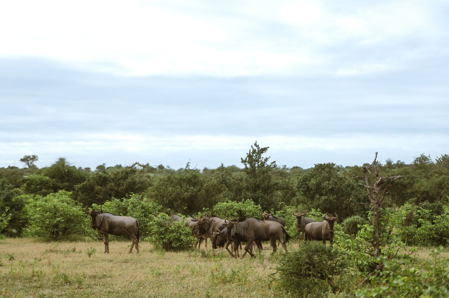 Mashatu game reserve, Tuli Safari Lodge, Botswana safari wedding by Safari wedding photographer wildflower photography