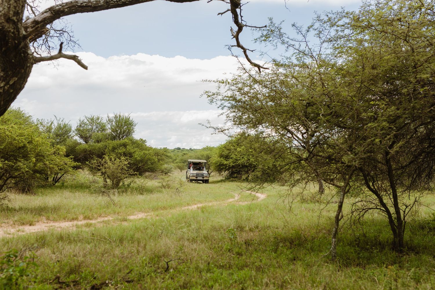 Safari vehicle drives along a dirt path through lush green African bushveld landscape.