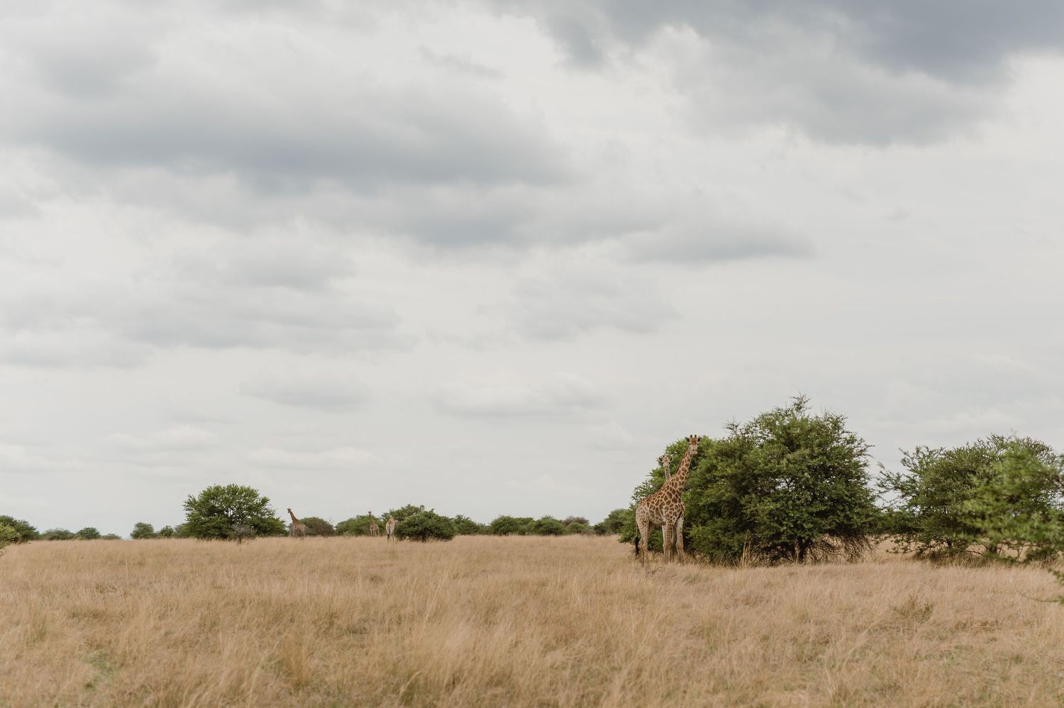 Cloudy sky over an expansive African savanna landscape with scattered trees.