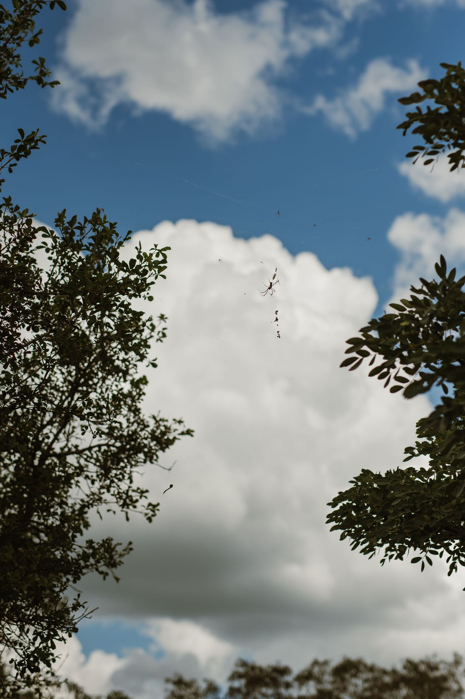 Blue sky with fluffy white clouds framed by tree branches.
