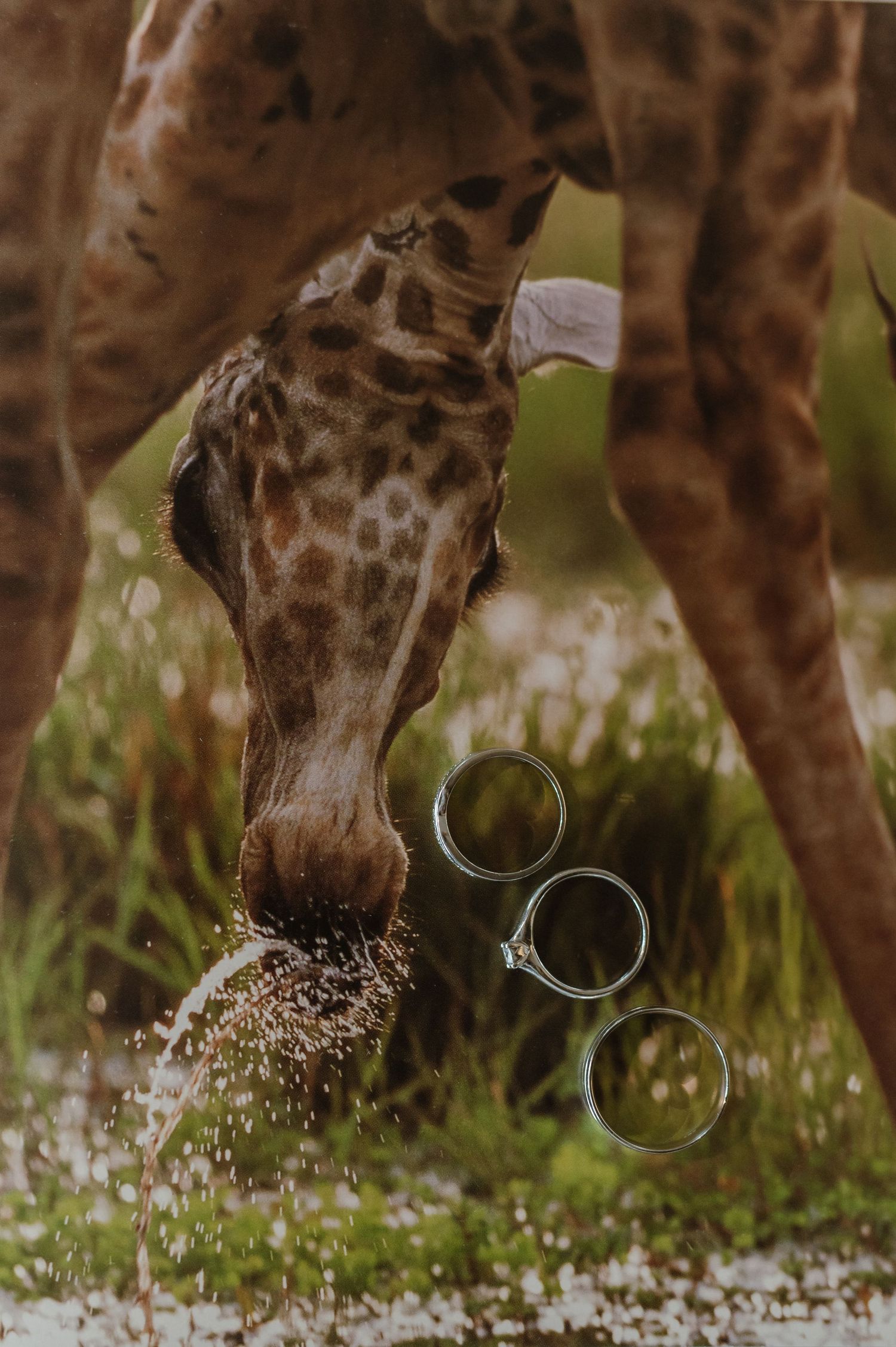 Close-up of giraffe nose with wedding rings artistically placed below.