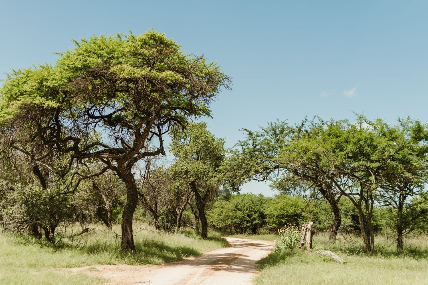 Winding dirt path through savanna grassland with scattered acacia trees under blue sky.