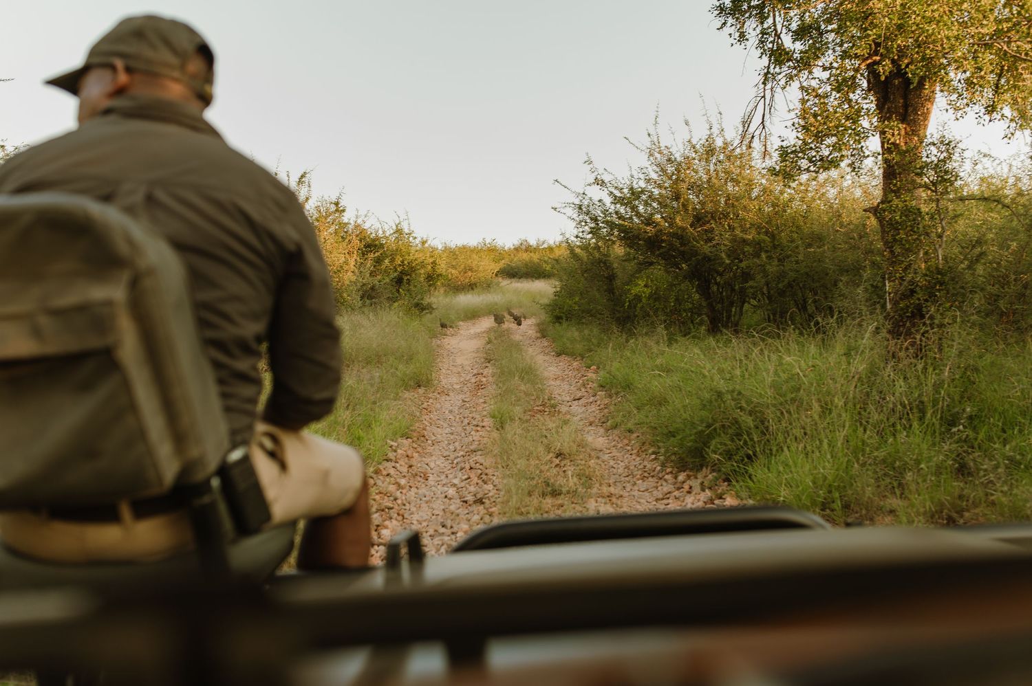 A safari guide drives a vehicle along a narrow dirt trail through lush African bush during a game drive.
