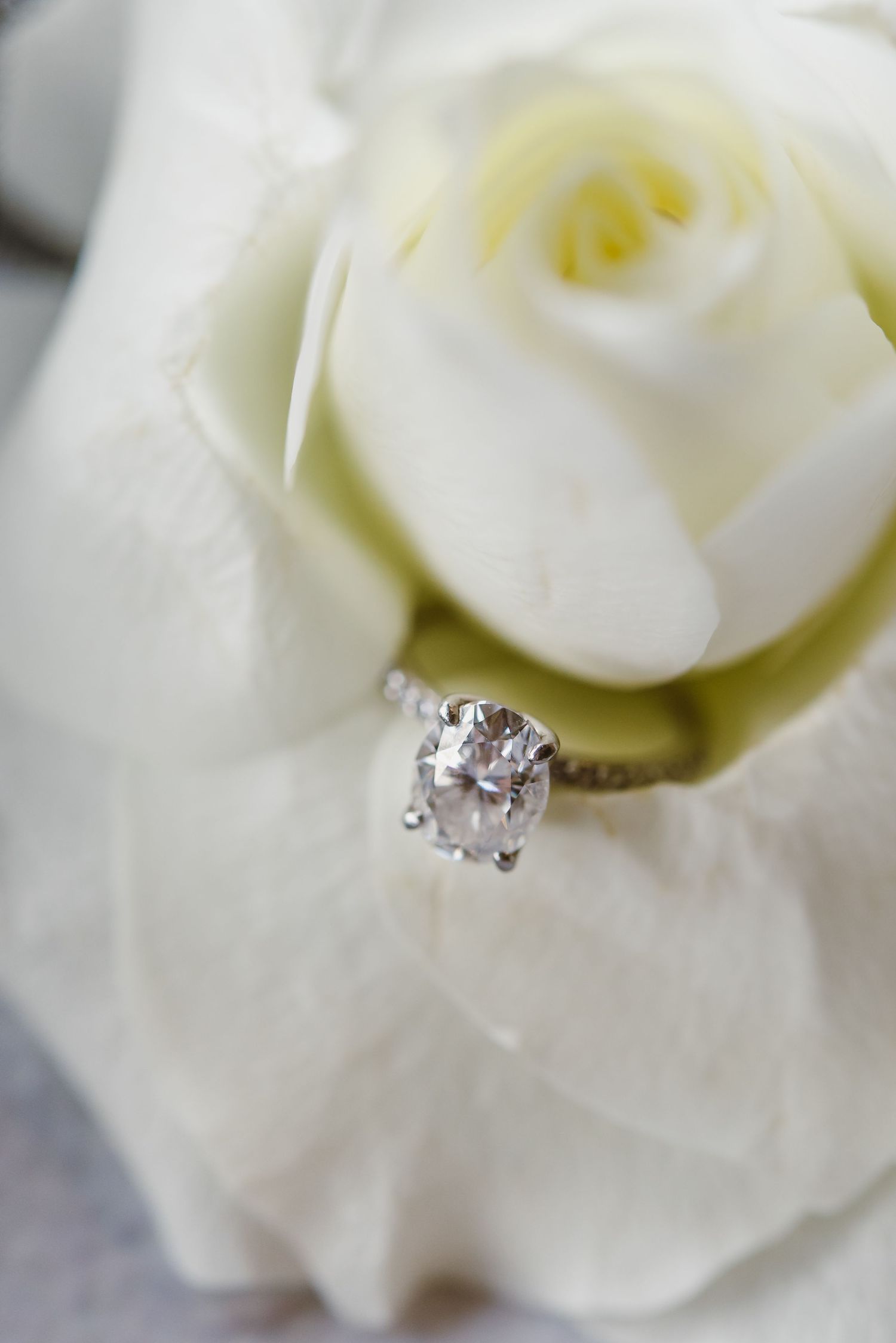 Close-up of diamond engagement ring nestled in white rose petals.