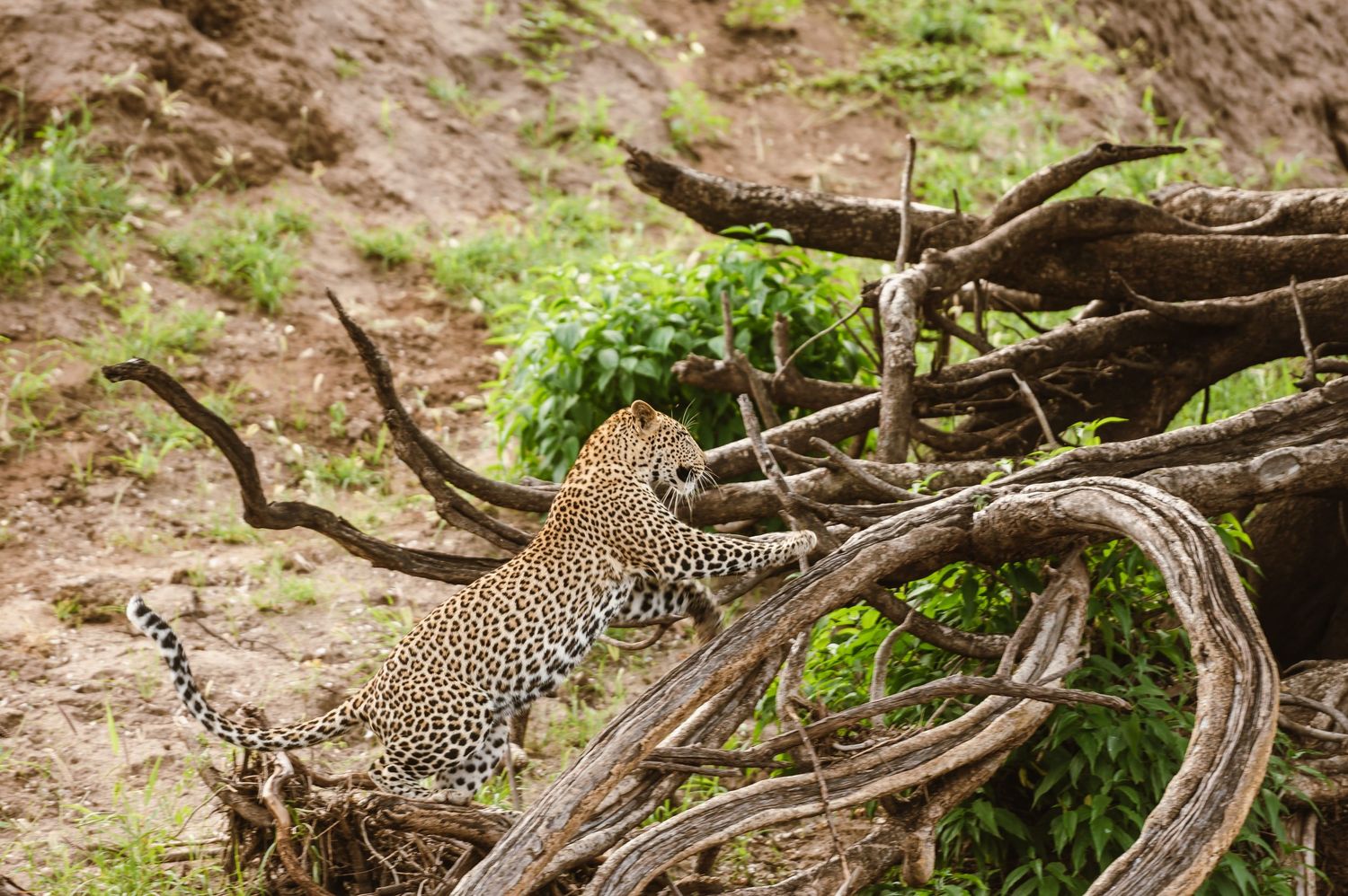 Mashatu game reserve, Tuli Safari Lodge, Botswana safari wedding by Safari wedding photographer wildflower photography