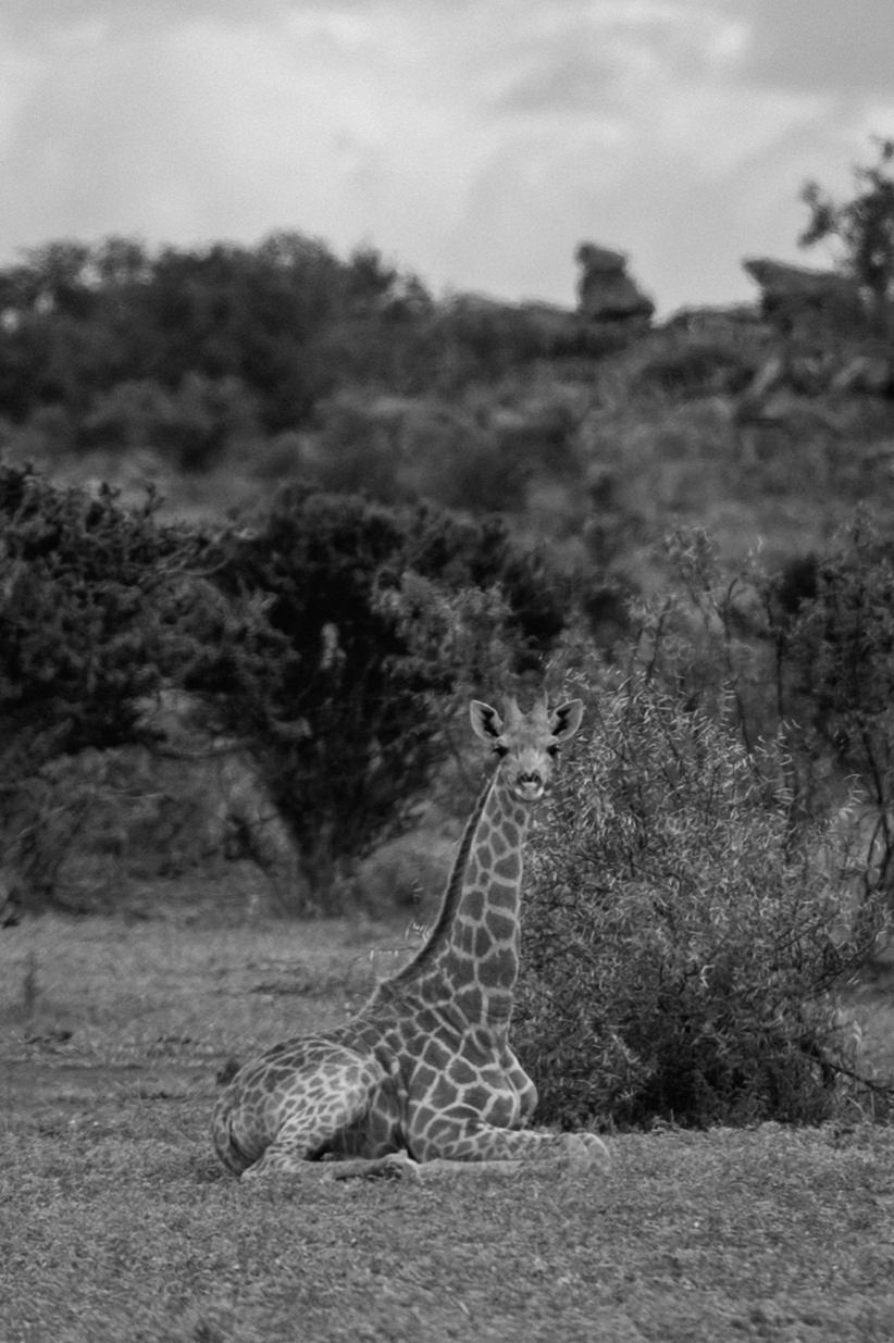 chirs & sam mashatu game reserve, botswana wedding by wildflower photography