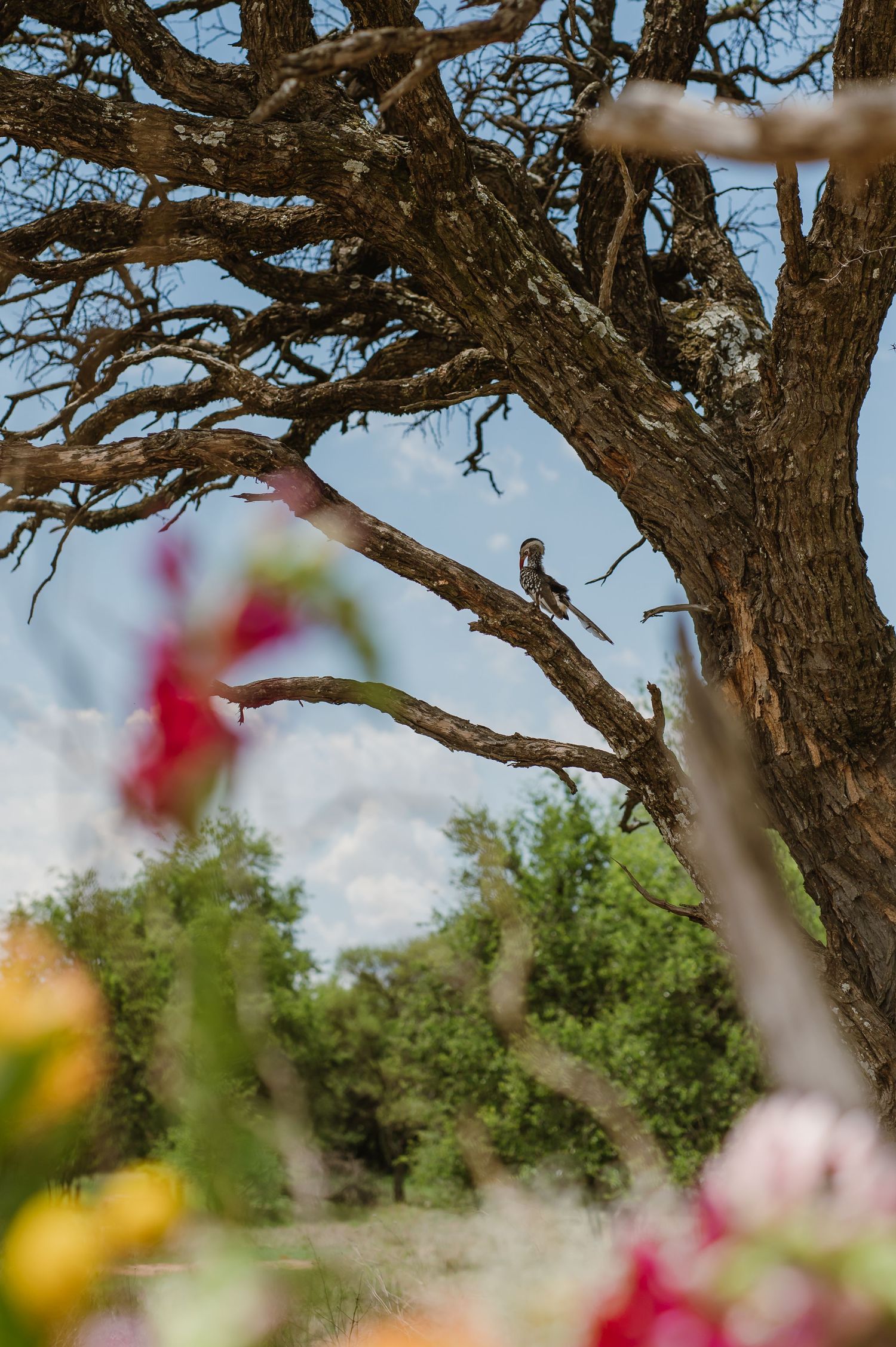 Modern white metal stand displaying vibrant pink, orange, and yellow floral arrangements under a twisted tree.