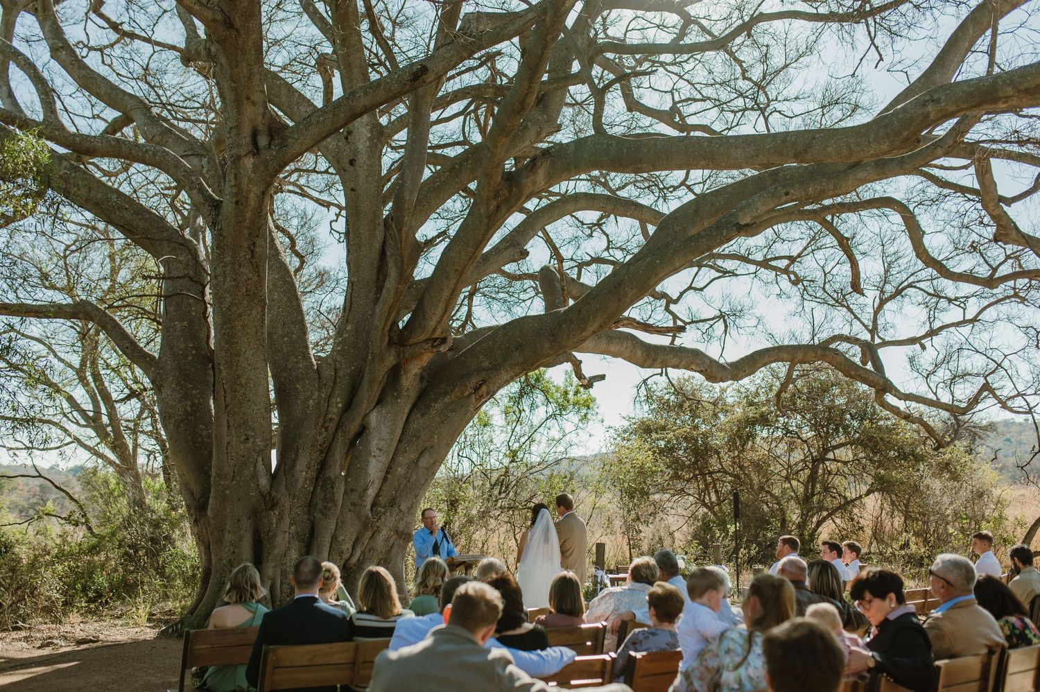 Panoramic view of wedding ceremony seating arrangement under large desert trees.