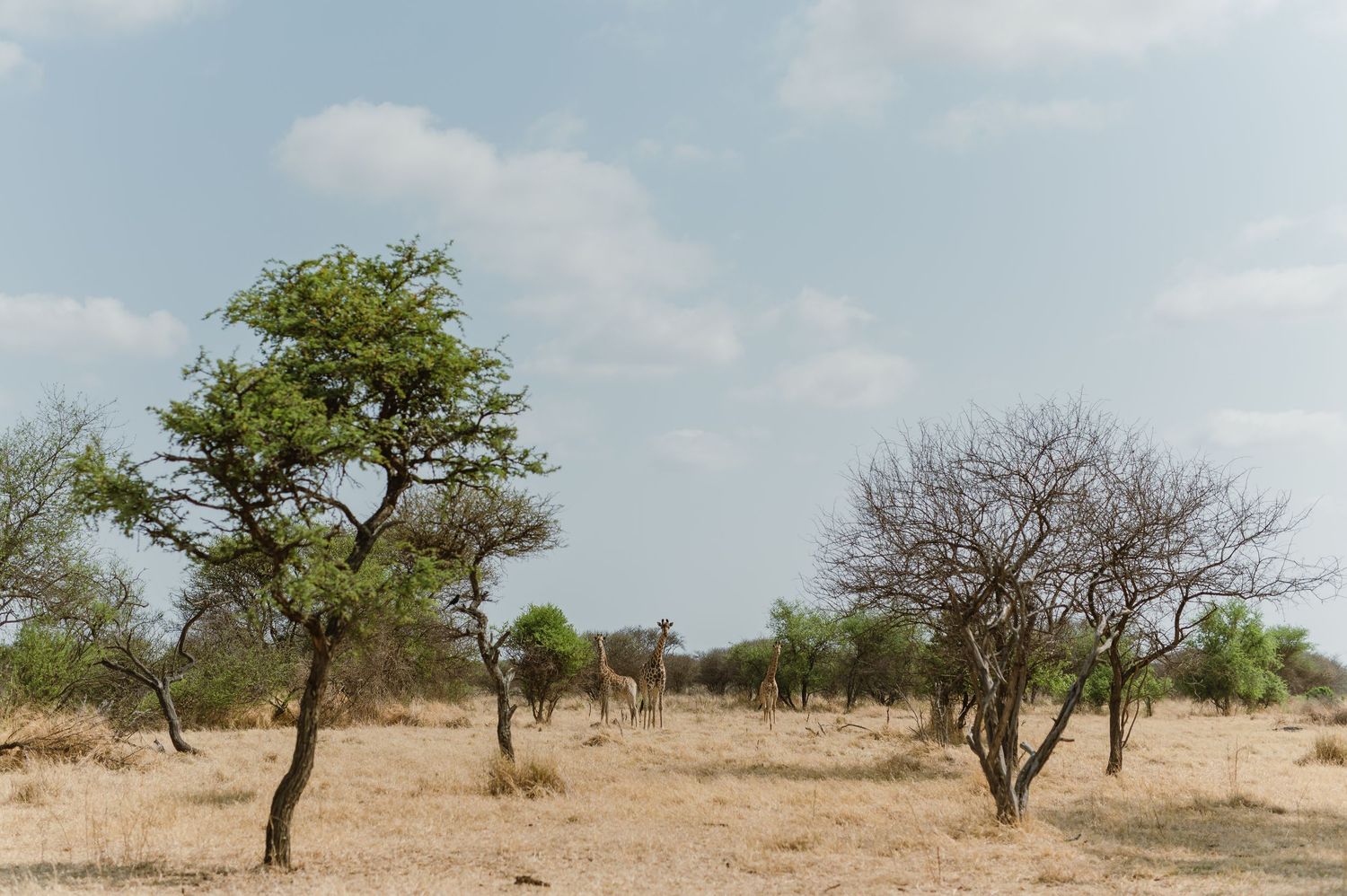 Long white wall with 'LUNIKHY' text stretches across African bush landscape.