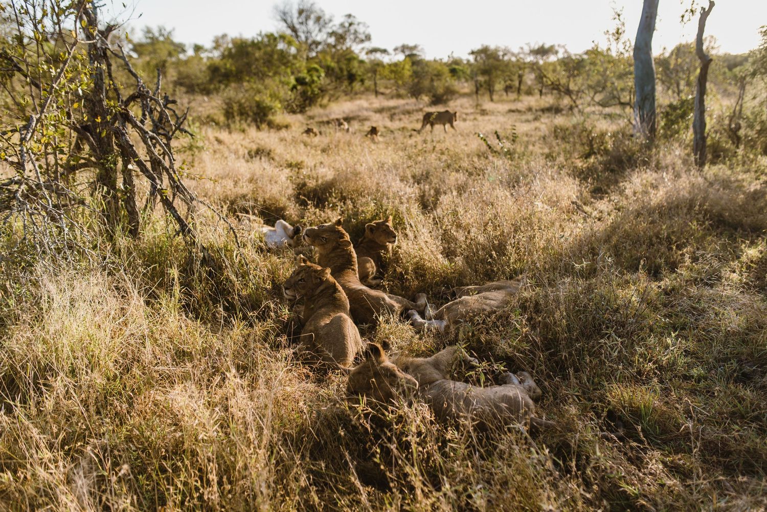 Thornybush Game Lodge, Kruger National Park Wedding by Safari Wedding Photographer Wildflower Photography
