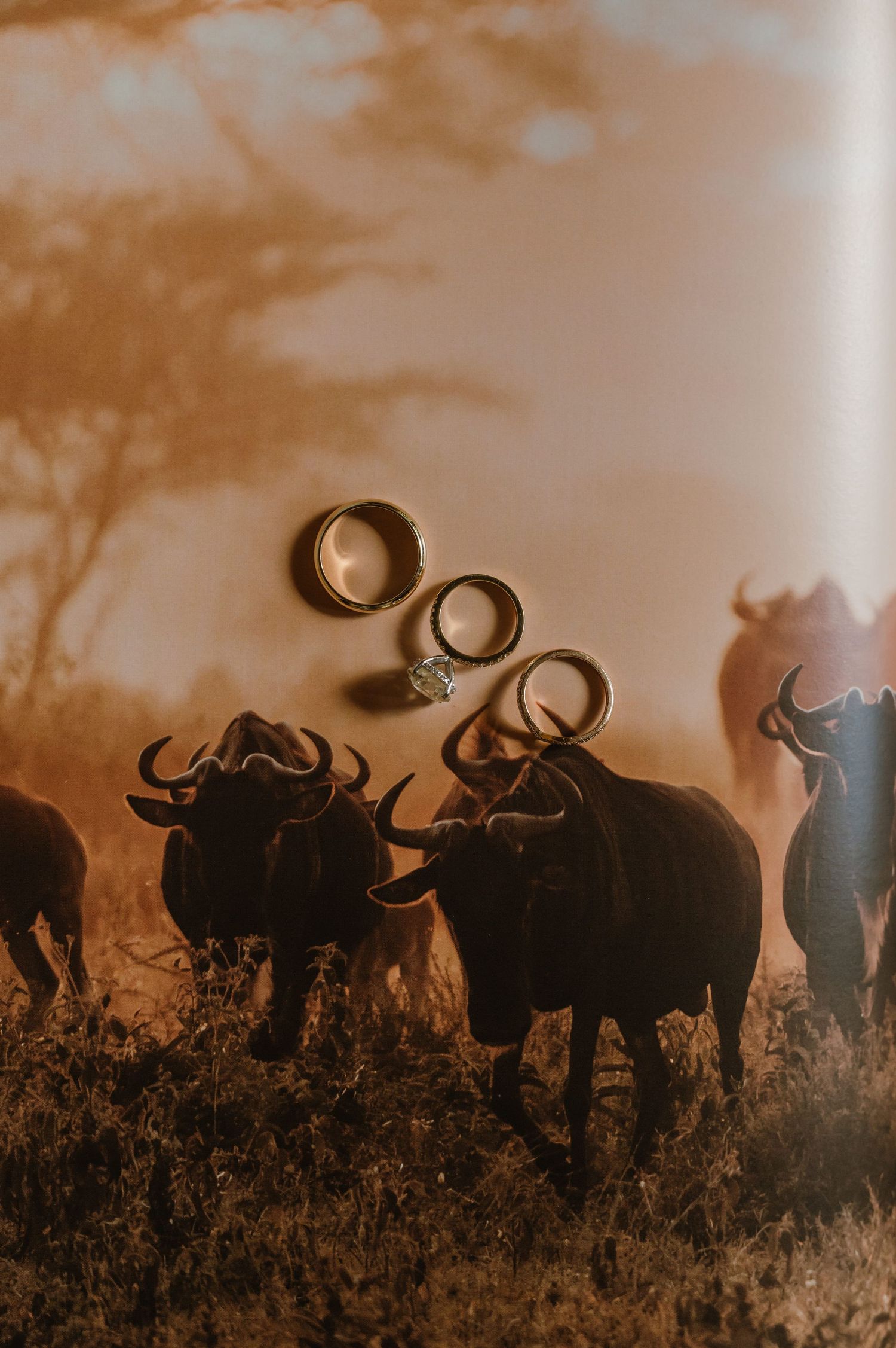 Wedding rings floating above a herd of wildebeest at golden sunset in African savanna.
