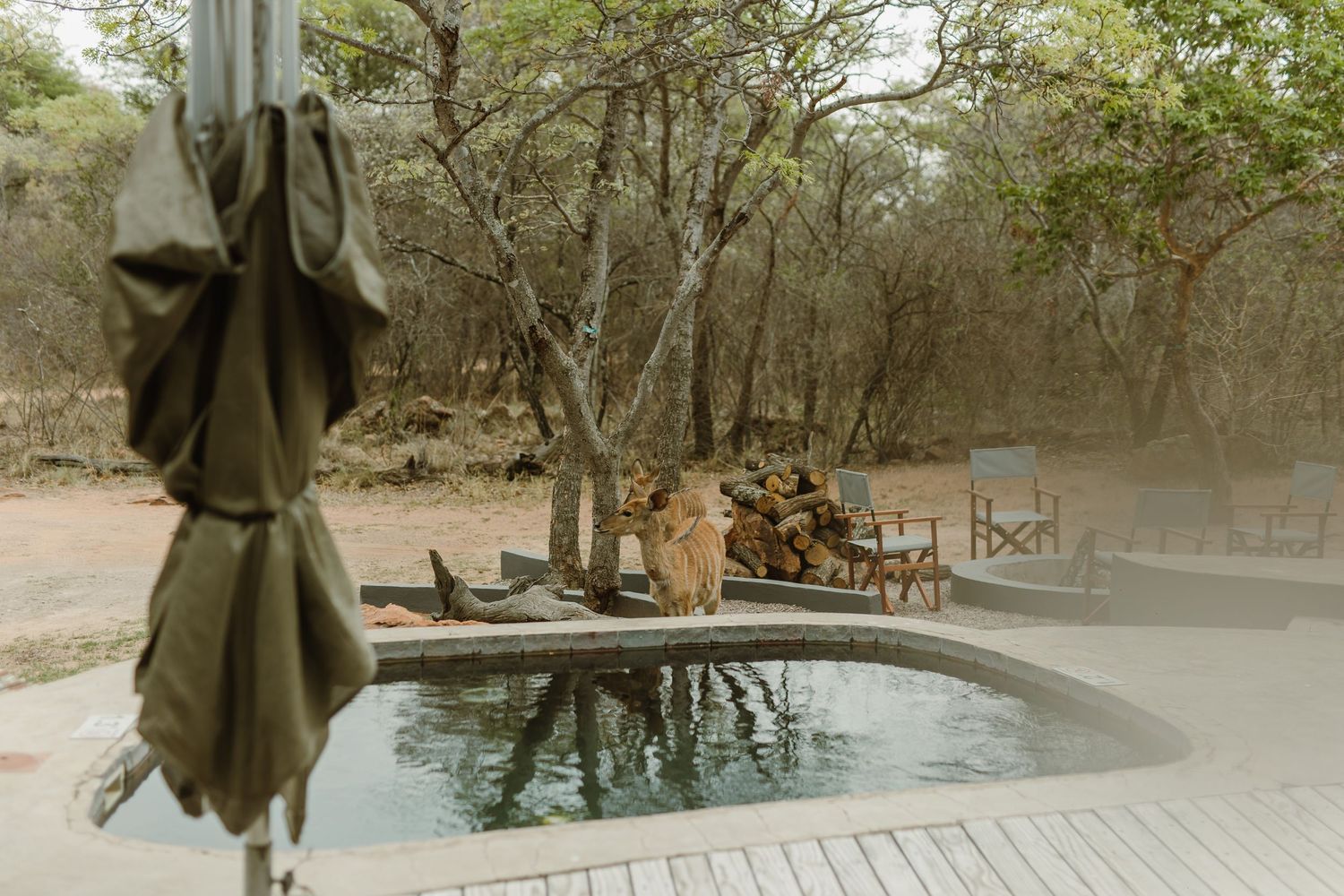 Poolside seating area with umbrellas at luxury safari lodge.