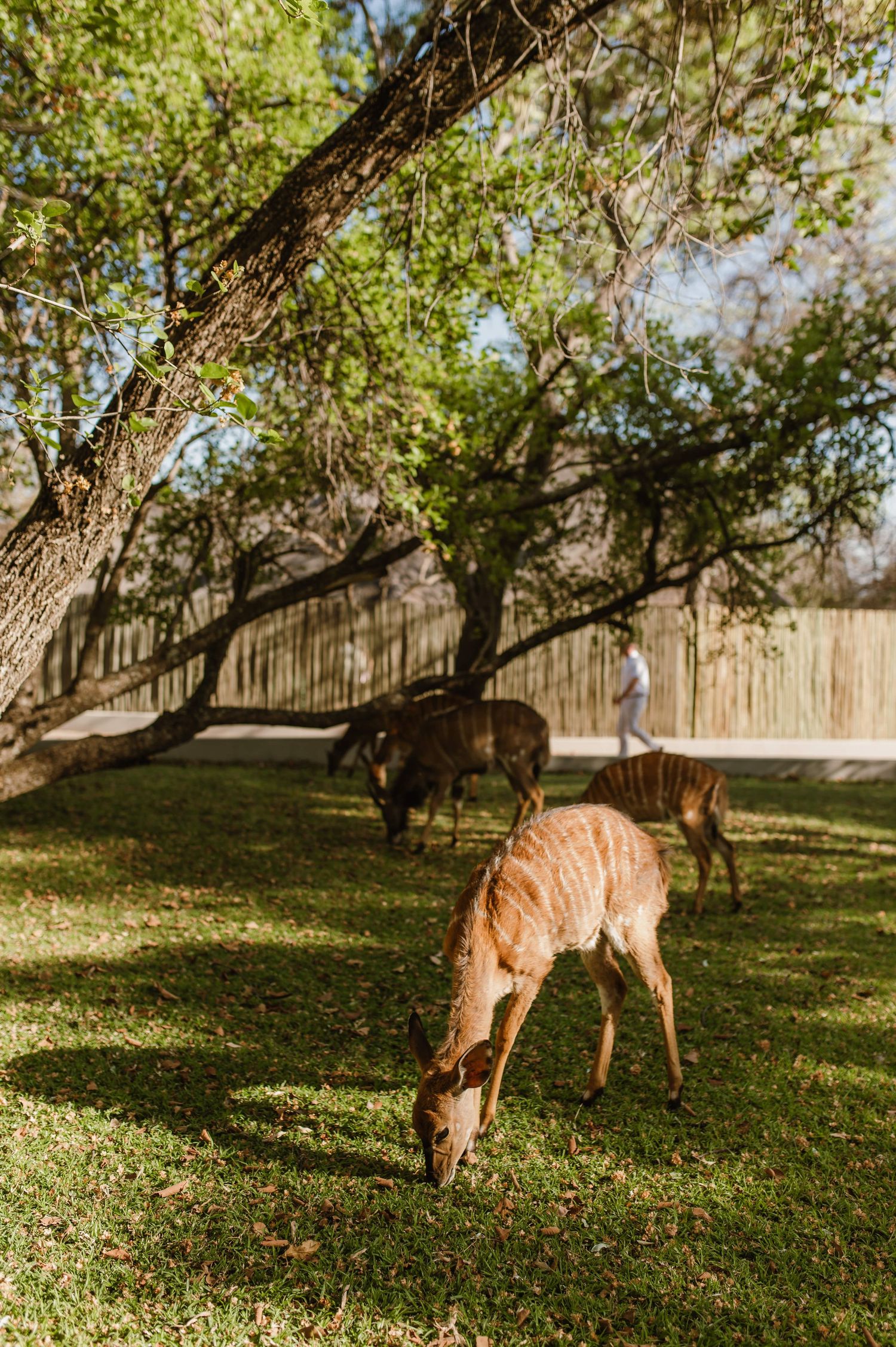 Wild nyala antelope grazing on green grass beneath shady trees.