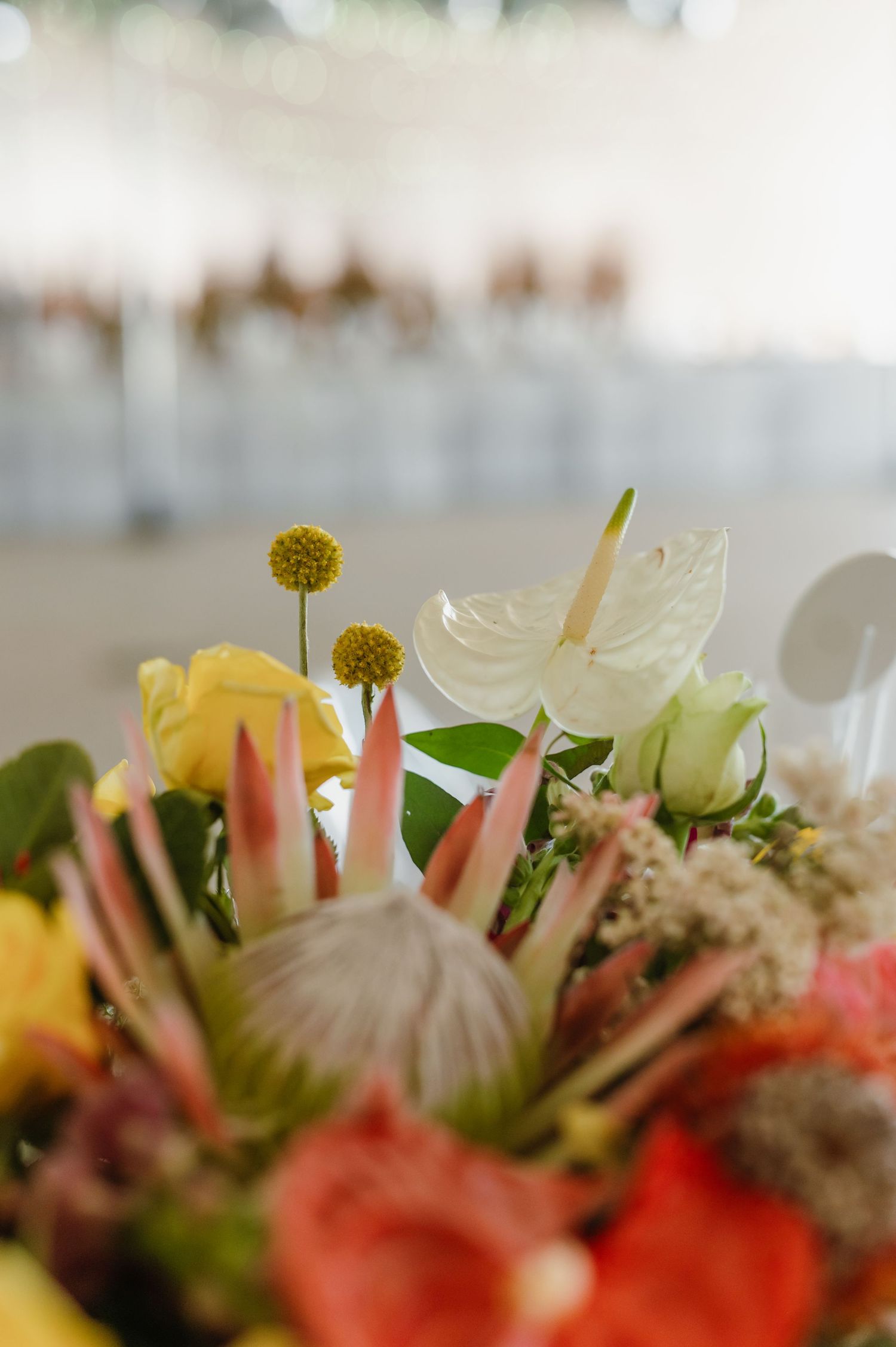 Artistic macro shot of coral and white floral arrangements with delicate petals and stems.