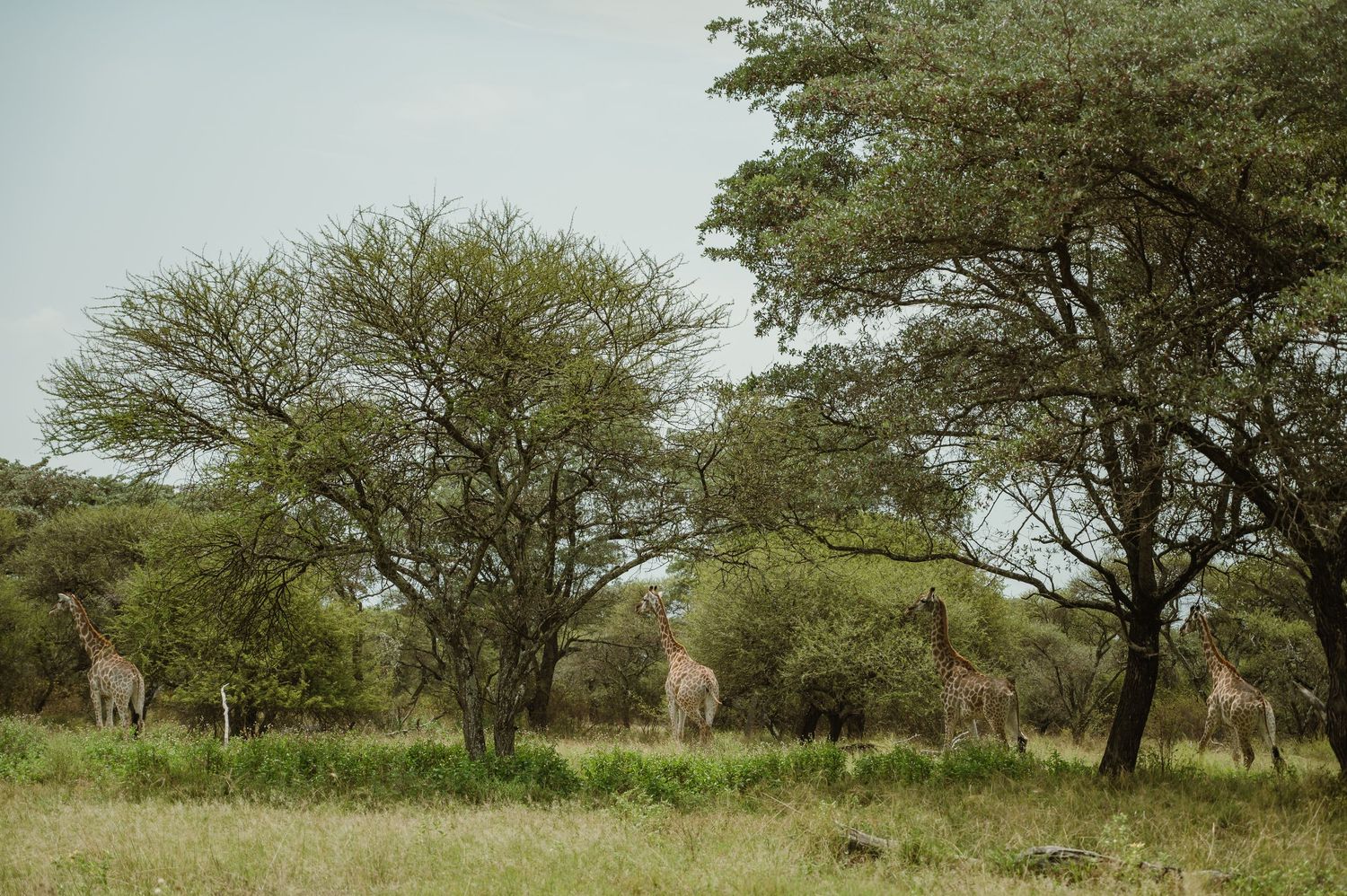 Two tall giraffes graze among acacia trees in an African savanna landscape during daytime.