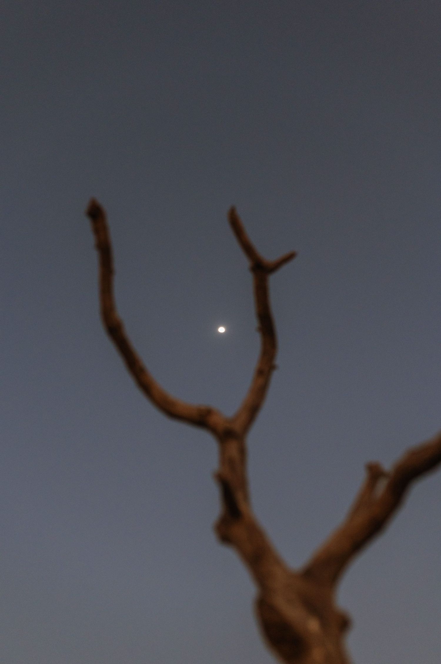 Silhouette of a twisted tree branch against a dark sky with a bright moon.