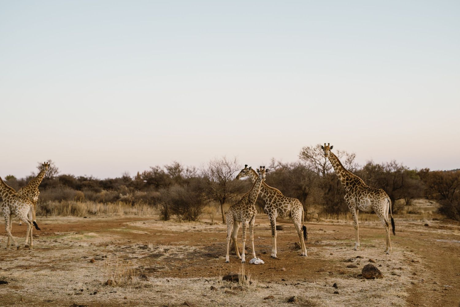 Bona Bona Game Lodge wedding by Safari Wedding Photographer Wildflower Photography