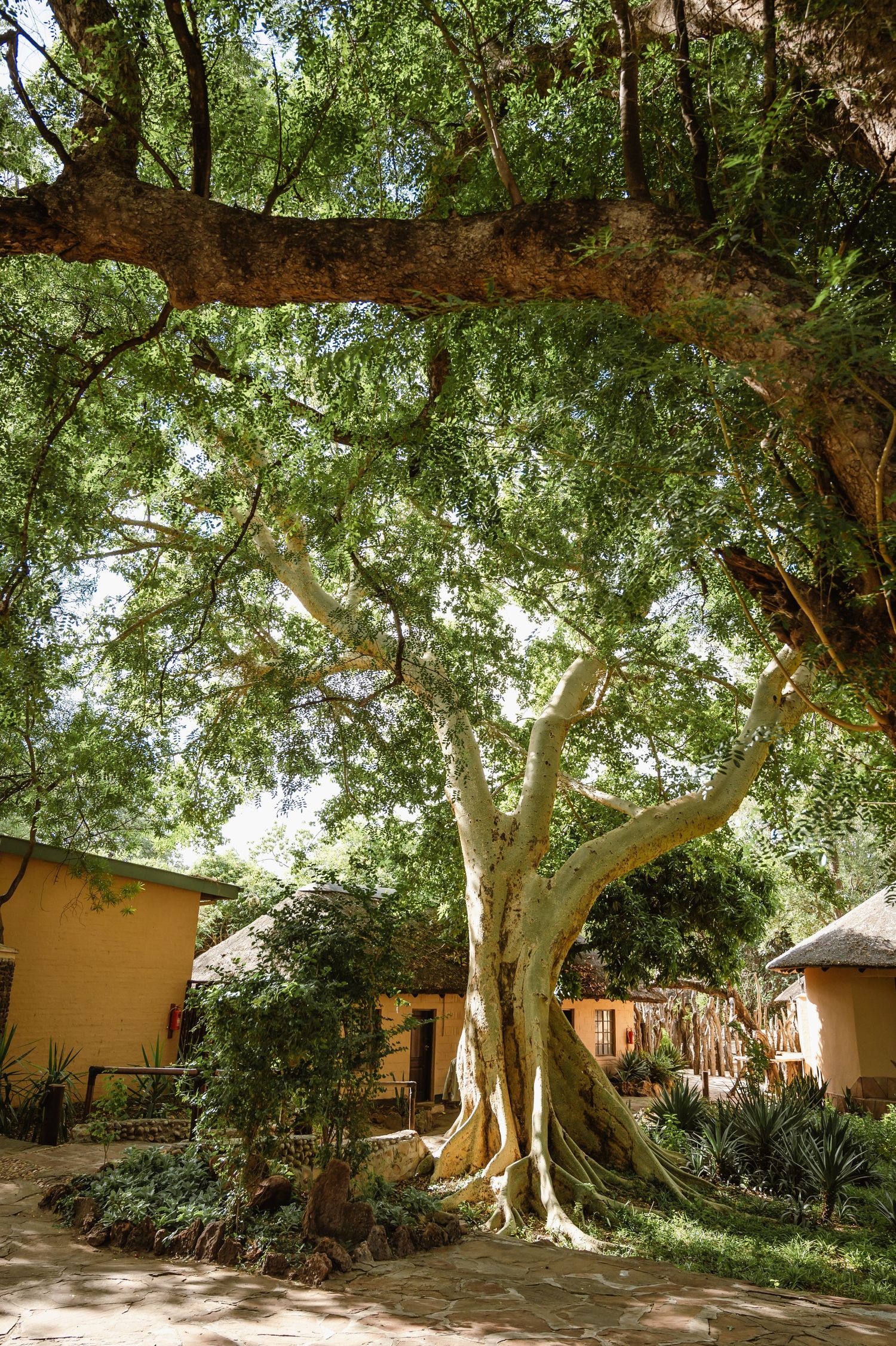 chirs & sam Mashatu game reserve, Botswana wedding by Safari wedding photographer wildflower photography