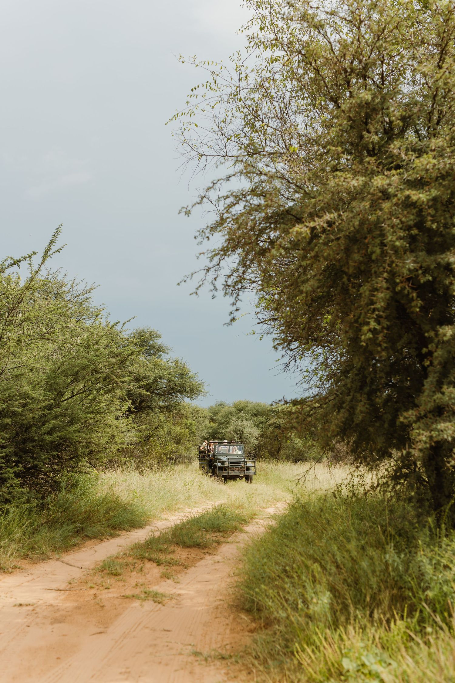 Dirt road winding through green bushes and trees leading to a distant vehicle.