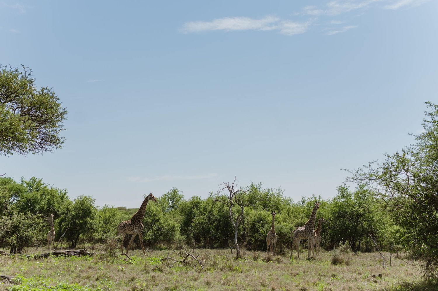 Wide panoramic view of arid landscape with scattered trees and shrubs.