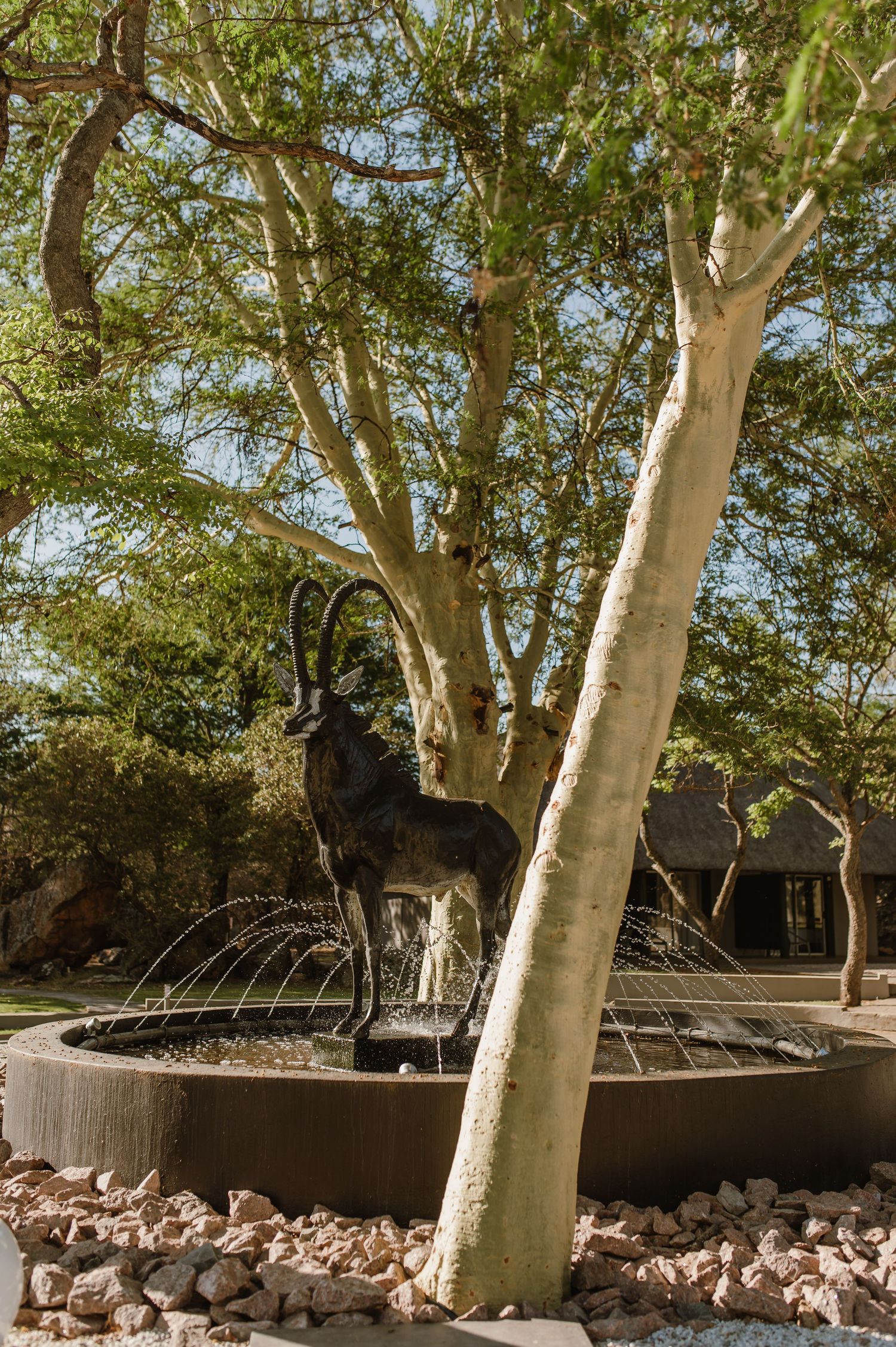 White-barked fever trees growing in landscaped garden with stone border.