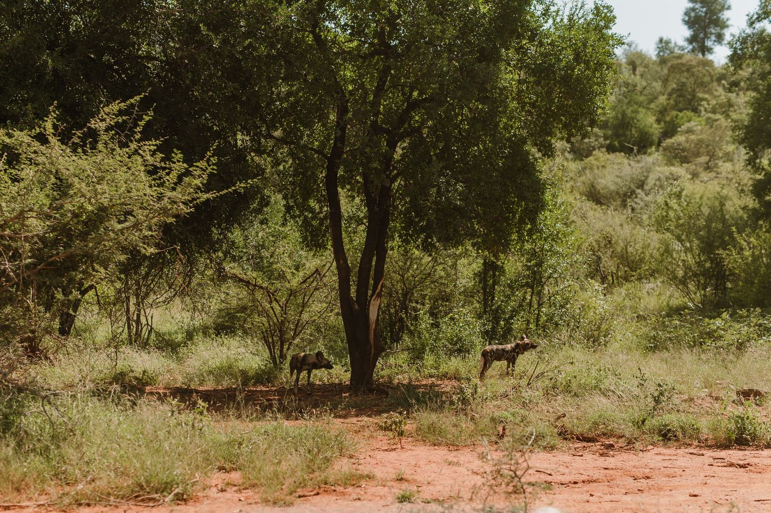 Deer grazing under a large tree in a lush African savanna landscape with red soil and dense green vegetation.