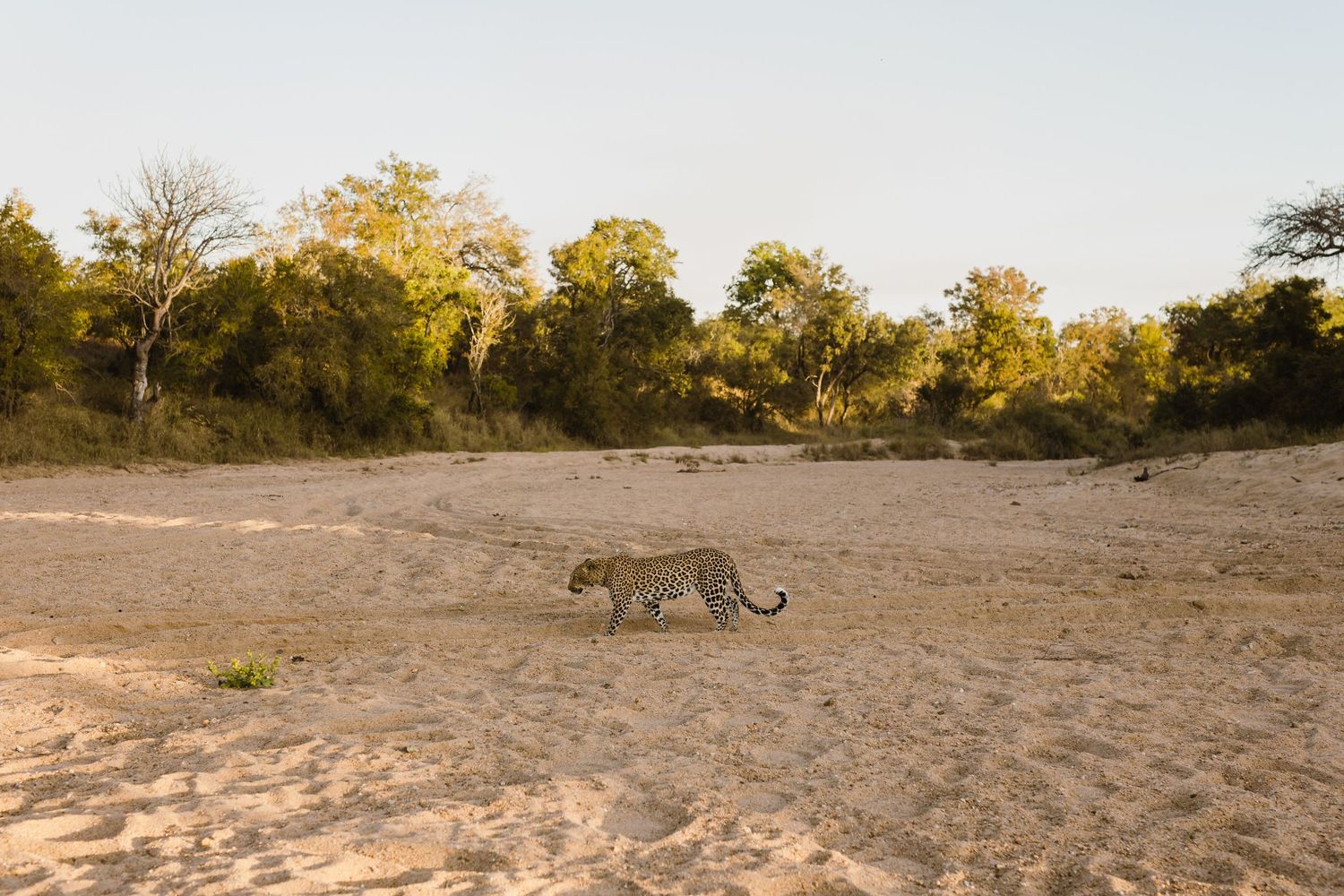 Thornybush Game Lodge, Kruger National Park Wedding by Safari Wedding Photographer Wildflower Photography