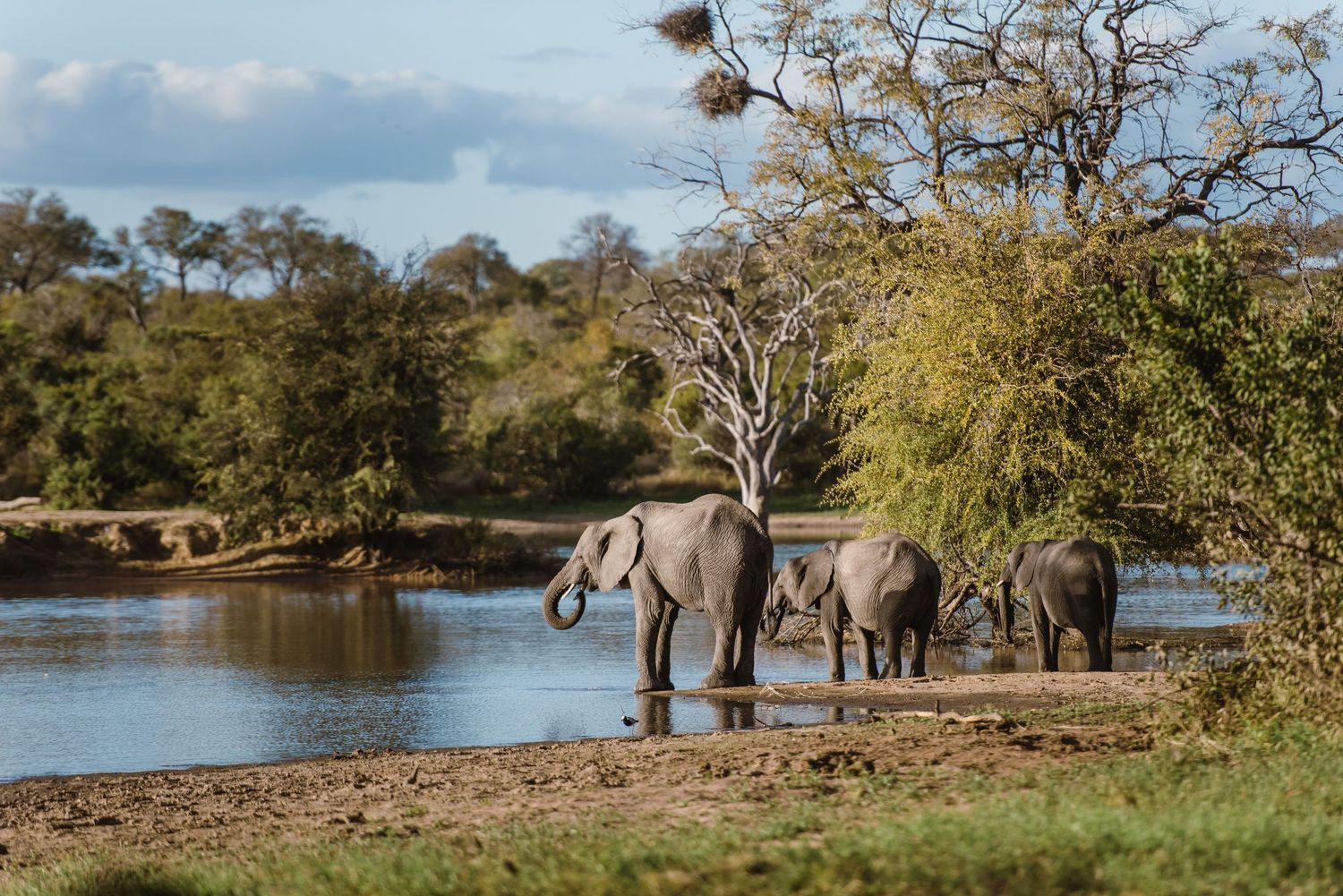 Thornybush Game Lodge, Kruger National Park Wedding by Safari Wedding Photographer Wildflower Photography