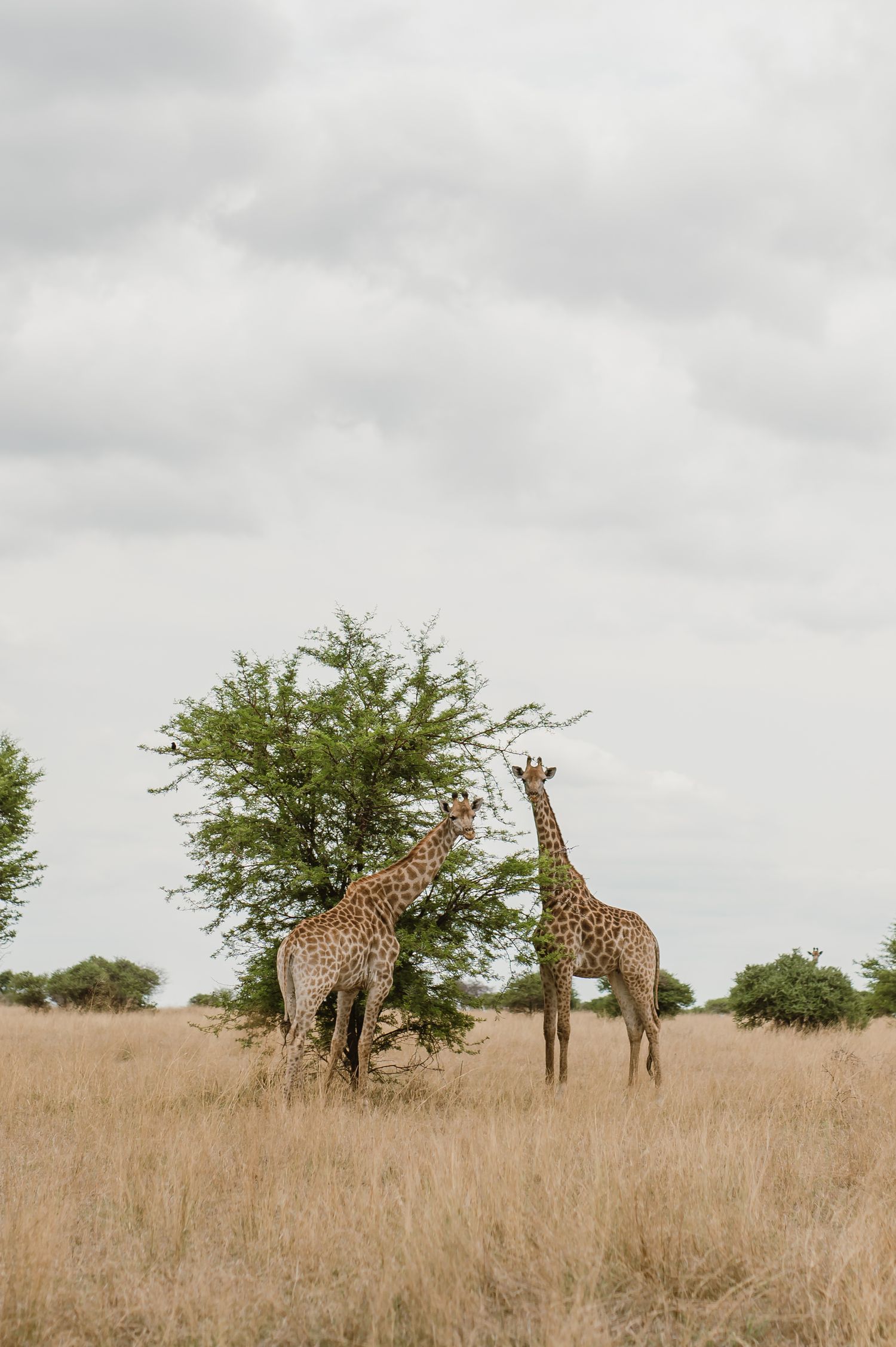 Wild giraffes grazing among acacia trees in an African savanna landscape.