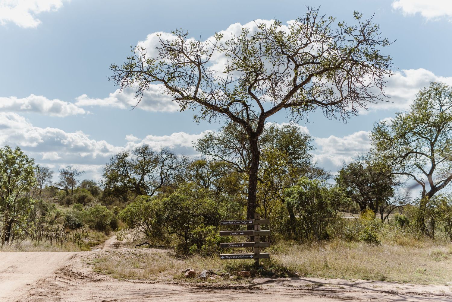 Thornybush Game Lodge, Kruger National Park Wedding by Safari Wedding Photographer Wildflower Photography