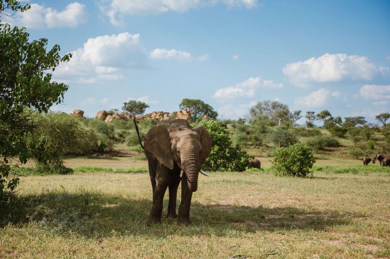 Mashatu game reserve, Tuli Safari Lodge, Botswana safari wedding by Safari wedding photographer wildflower photography