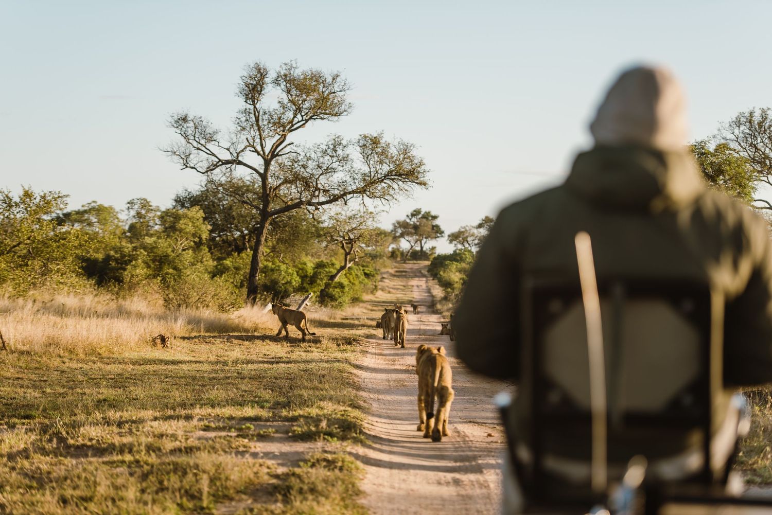 Thornybush Game Lodge, Kruger National Park Wedding by Safari Wedding Photographer Wildflower Photography
