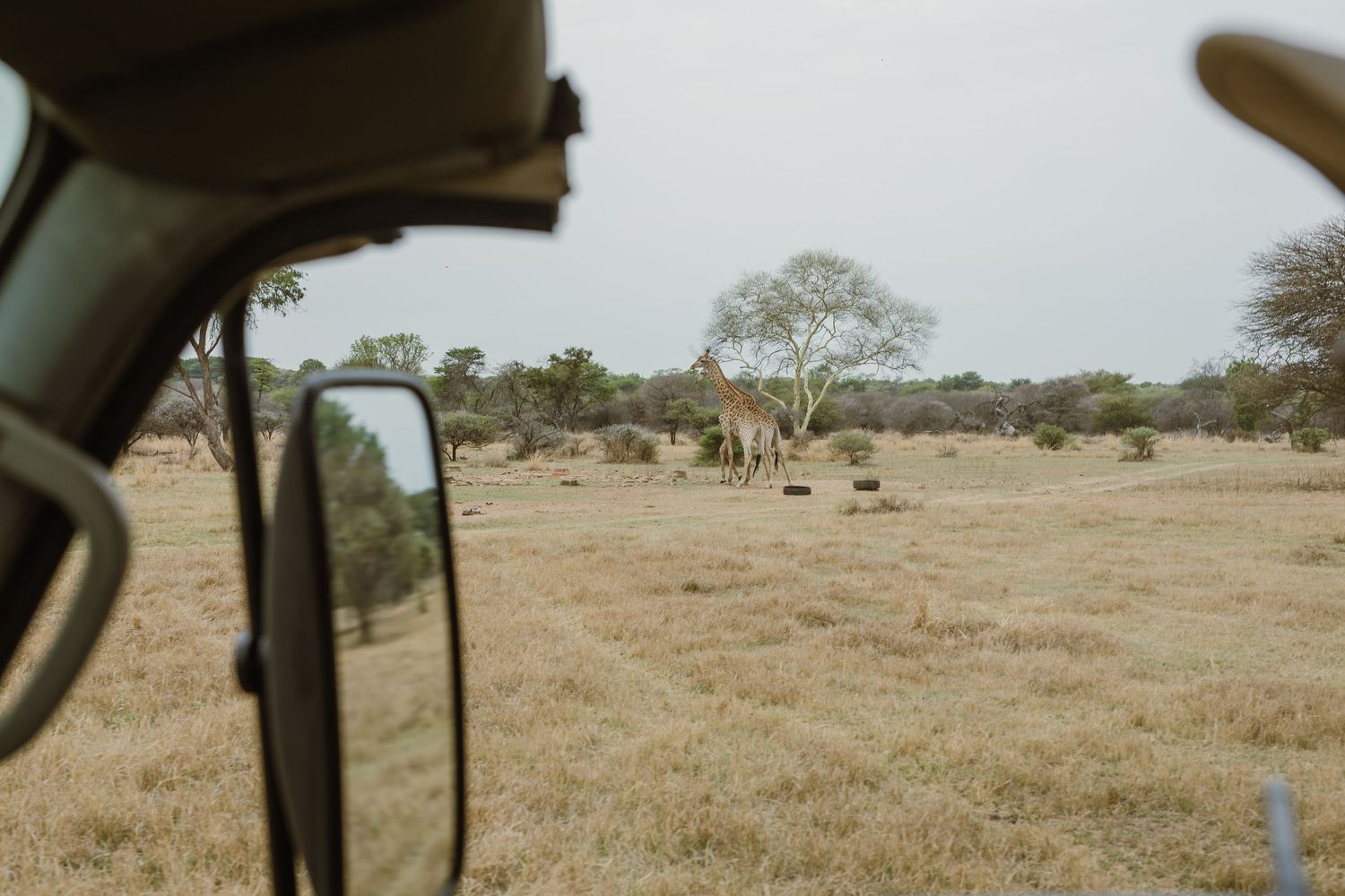 View from inside a safari vehicle looking out at wildlife on the savanna.