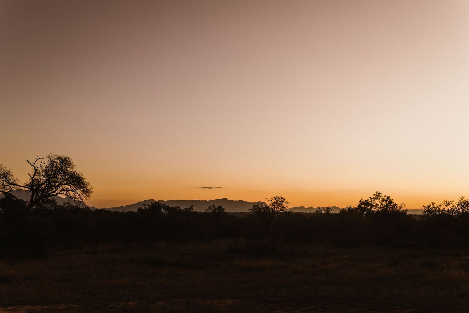 A serene sunset silhouettes trees against an orange sky over an African savanna landscape.