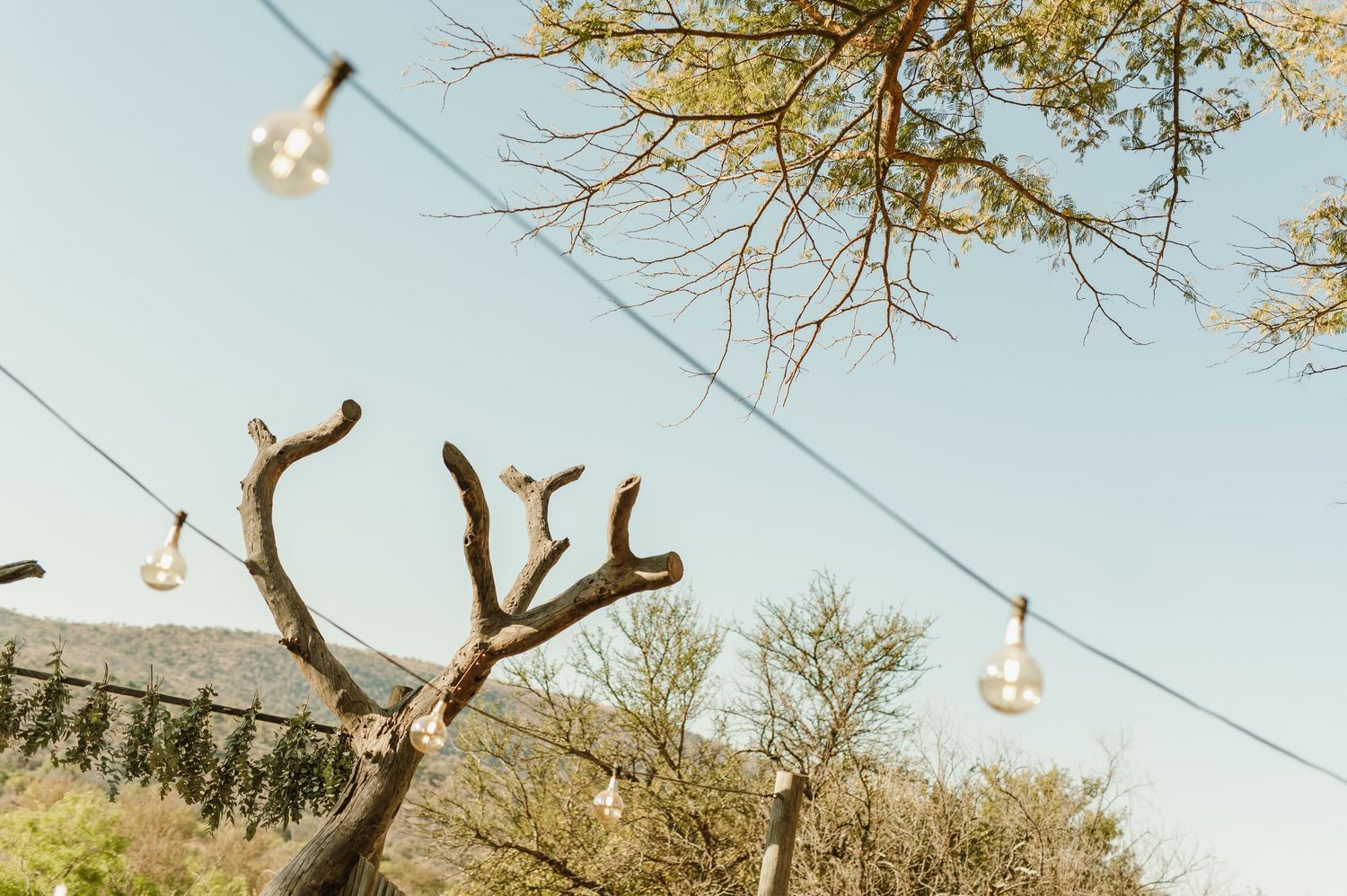 String lights hang between bare tree branches against a clear blue sky in an outdoor setting.