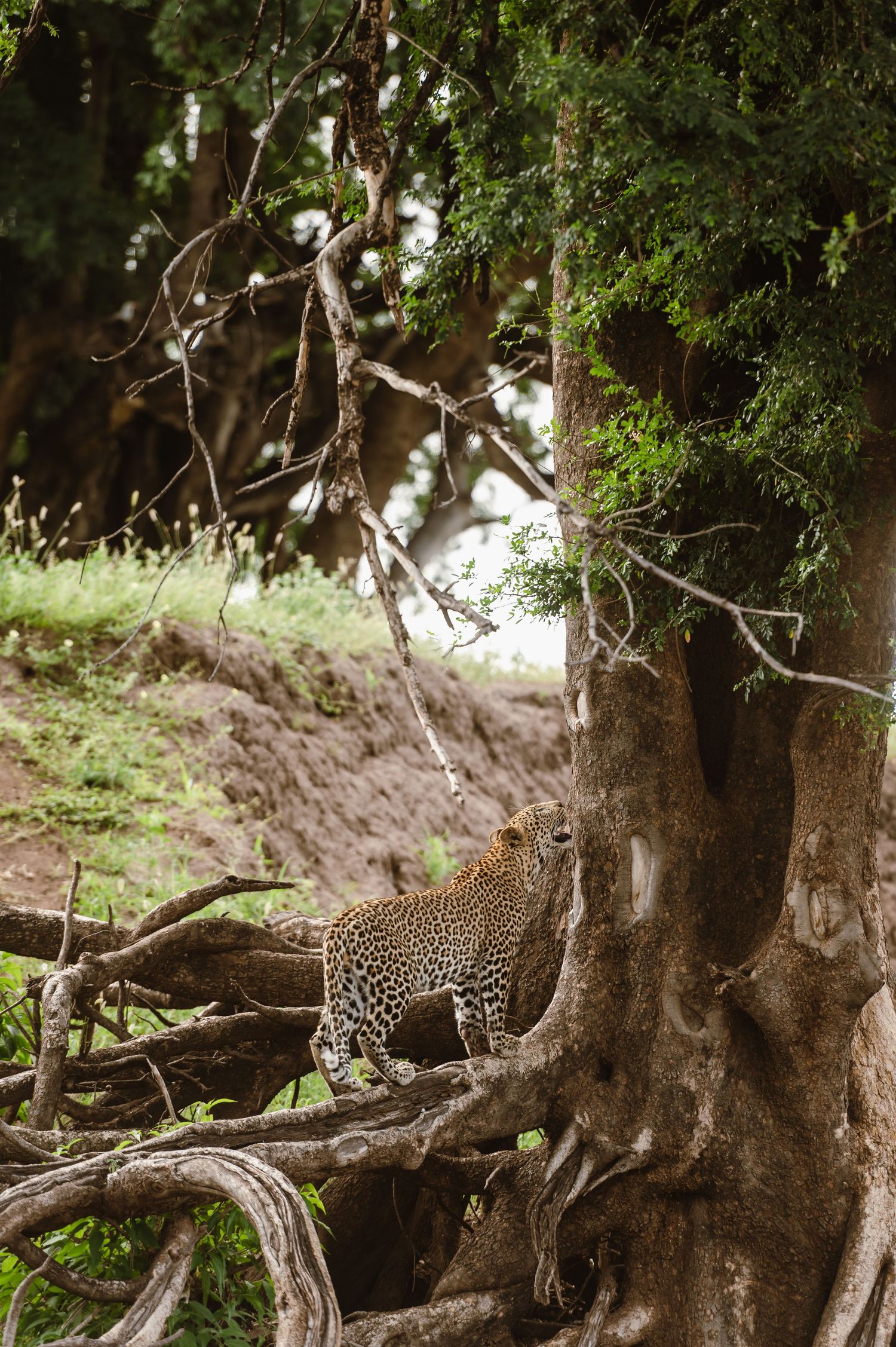 Mashatu game reserve, Tuli Safari Lodge, Botswana safari wedding by Safari wedding photographer wildflower photography