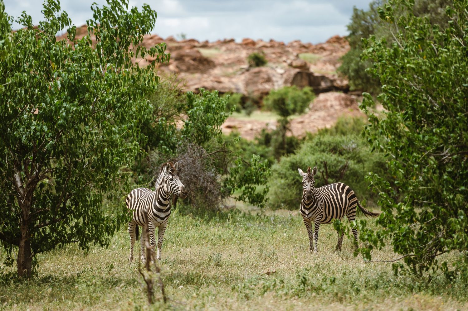 chirs & sam Mashatu game reserve, Botswana wedding by wildflower photography