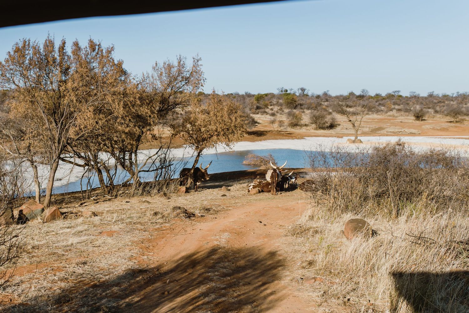Bona Bona Game Lodge wedding by Safari Wedding Photographer Wildflower Photography