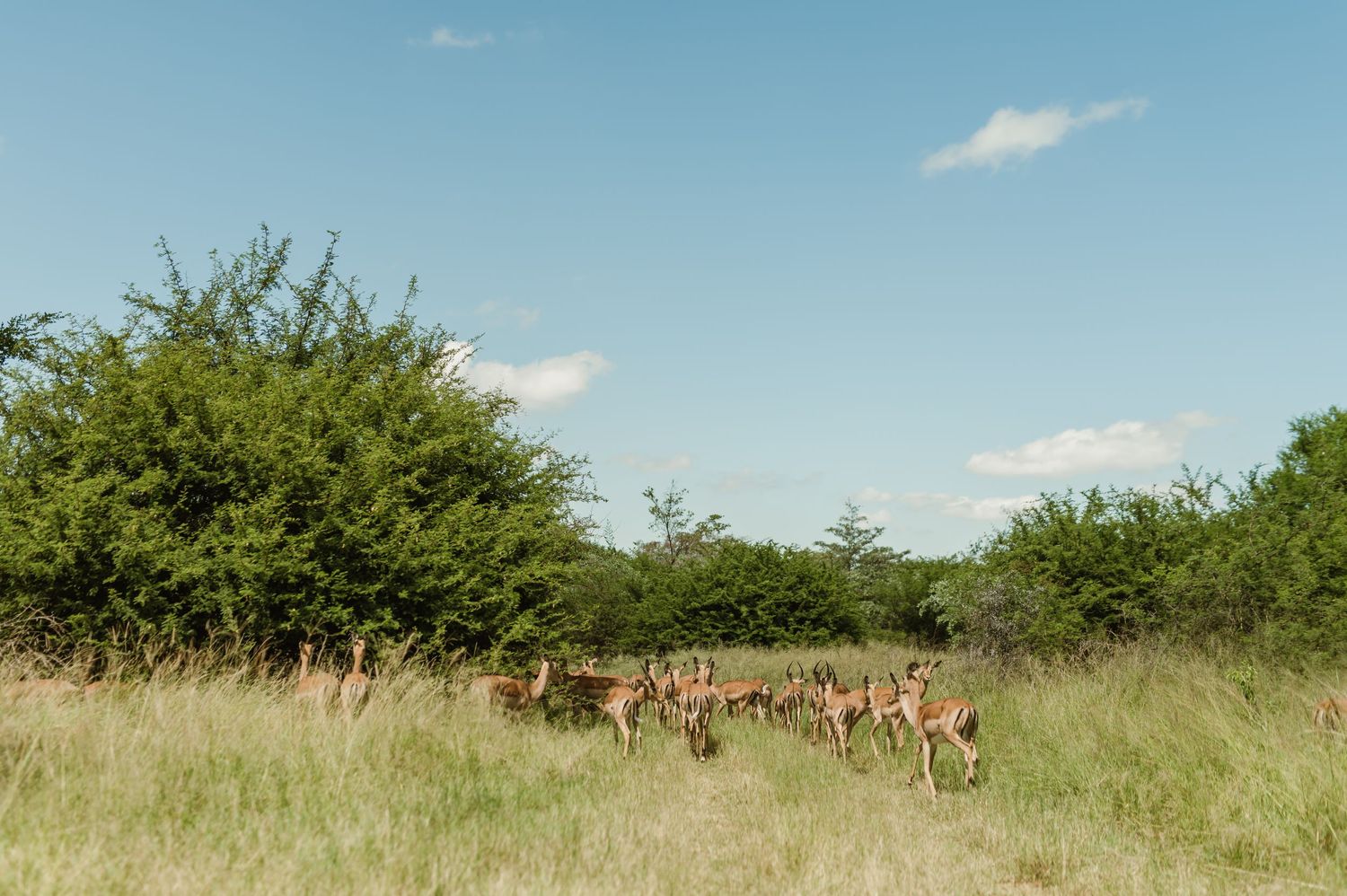 Herd of impala grazing in tall grass beneath acacia trees in African savanna landscape.