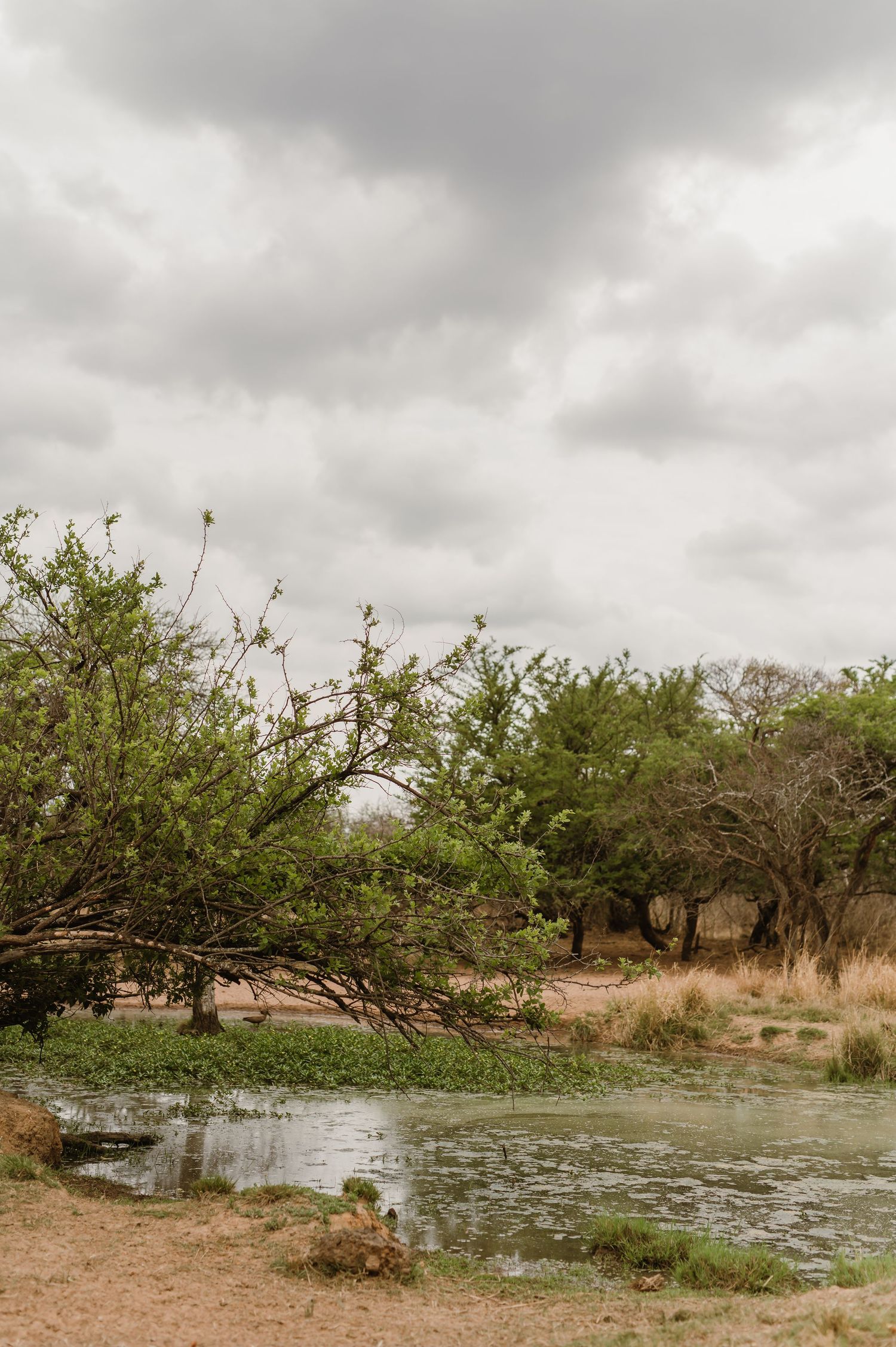 A serene pond surrounded by lush trees and vegetation in a natural setting.