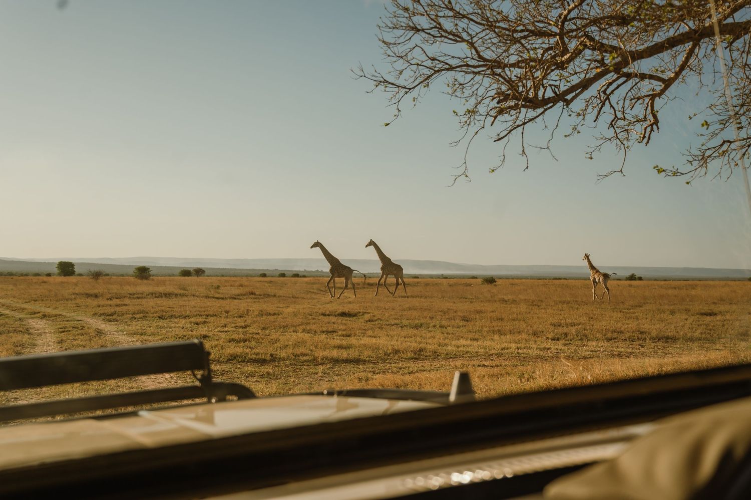 Three giraffes roam across a golden savanna plain viewed through a safari vehicle window.
