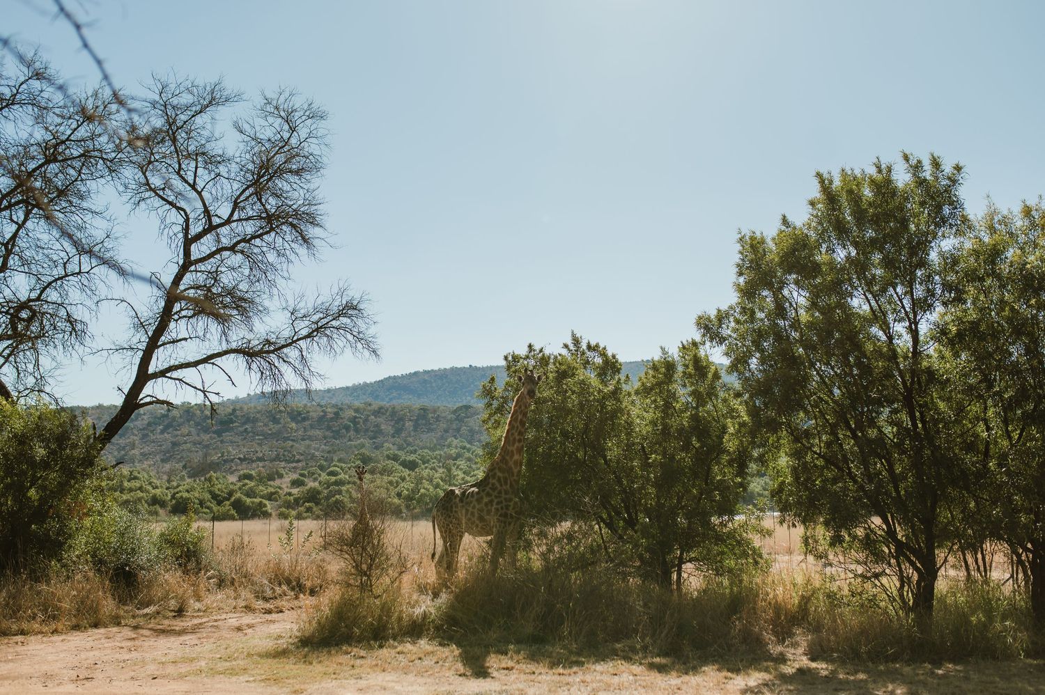 Scenic desert landscape with mountains and scattered trees in the background under a bright blue sky.