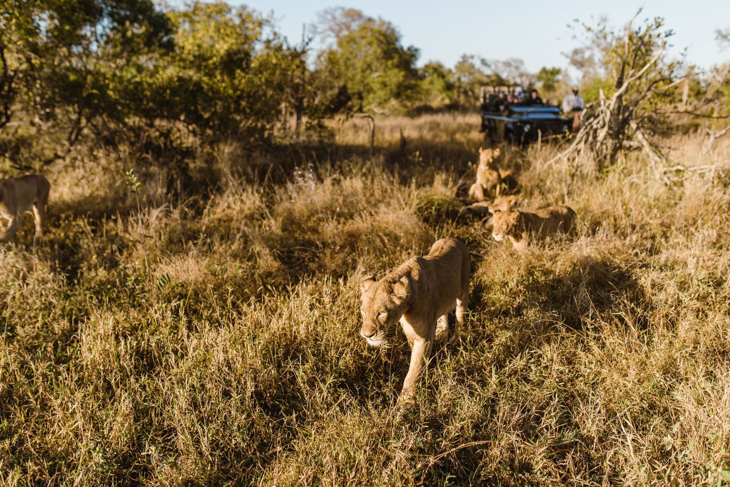 Thornybush Game Lodge, Kruger National Park Wedding by Safari Wedding Photographer Wildflower Photography