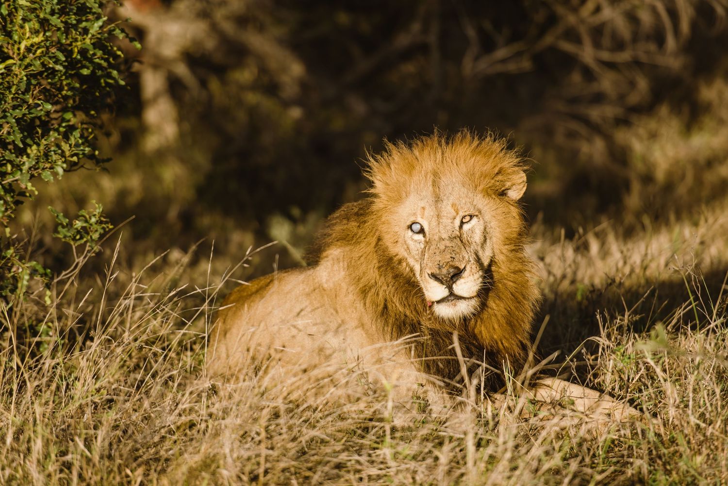 A majestic male lion rests in golden savanna grass while gazing intently at something in the distance.