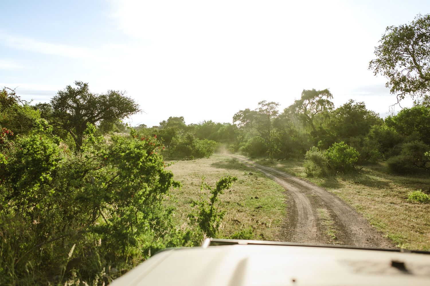 Mashatu game reserve, Tuli Safari Lodge, Botswana safari wedding by Safari wedding photographer wildflower photography