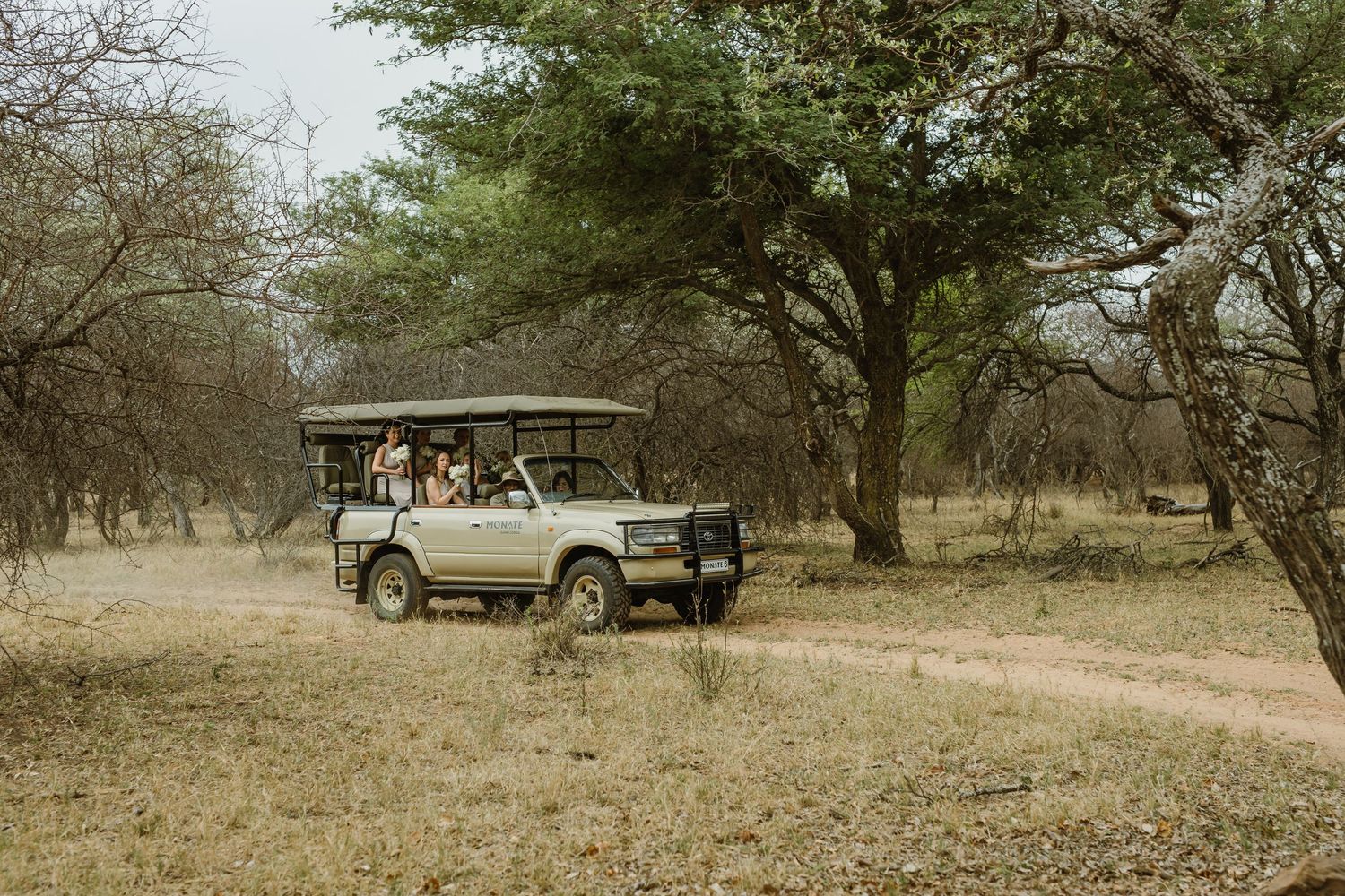 Safari vehicles parked among scattered trees in a desert landscape.