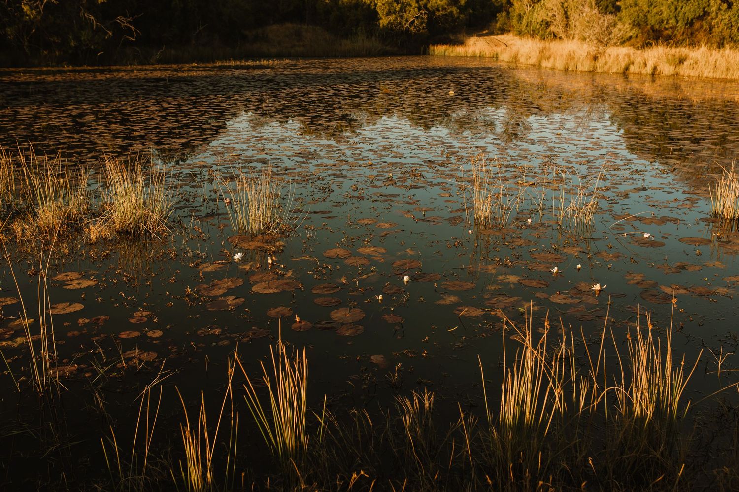 Scenic lake at sunset with lily pads and reeds reflecting golden light across the water's surface.