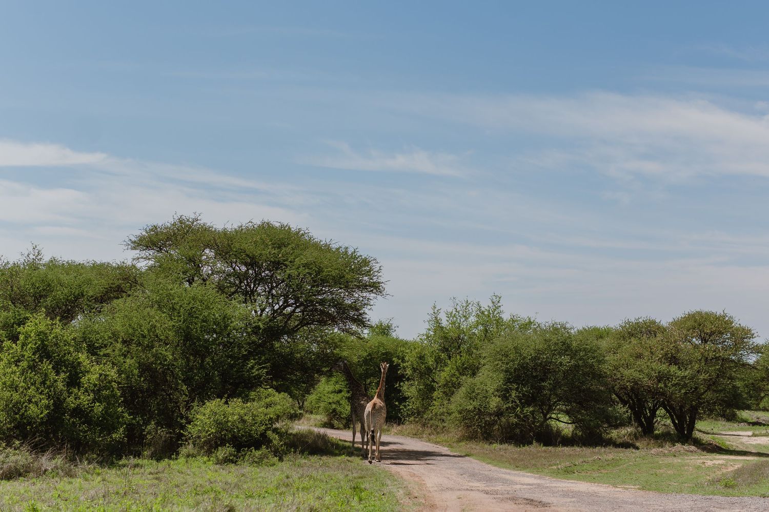 Scenic dirt road winding through natural desert landscape under blue sky.