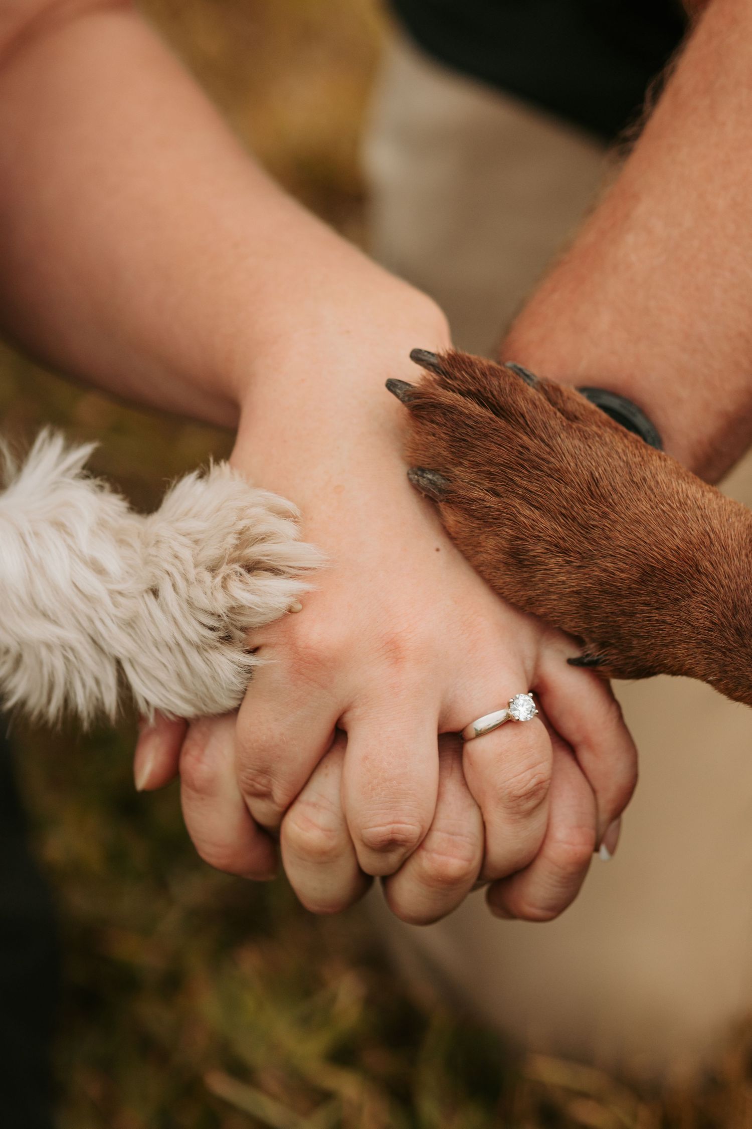 Close up of hands with engagement ring and furry paws joining together in unity.