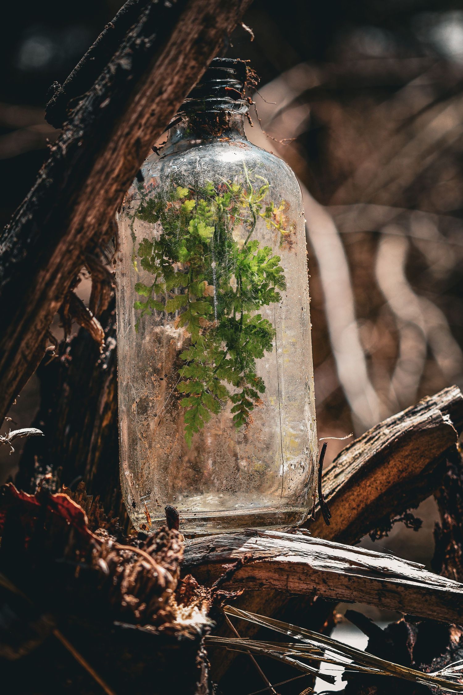 A small green fern plant growing inside a clear glass bottle surrounded by dry wood debris in natural light.